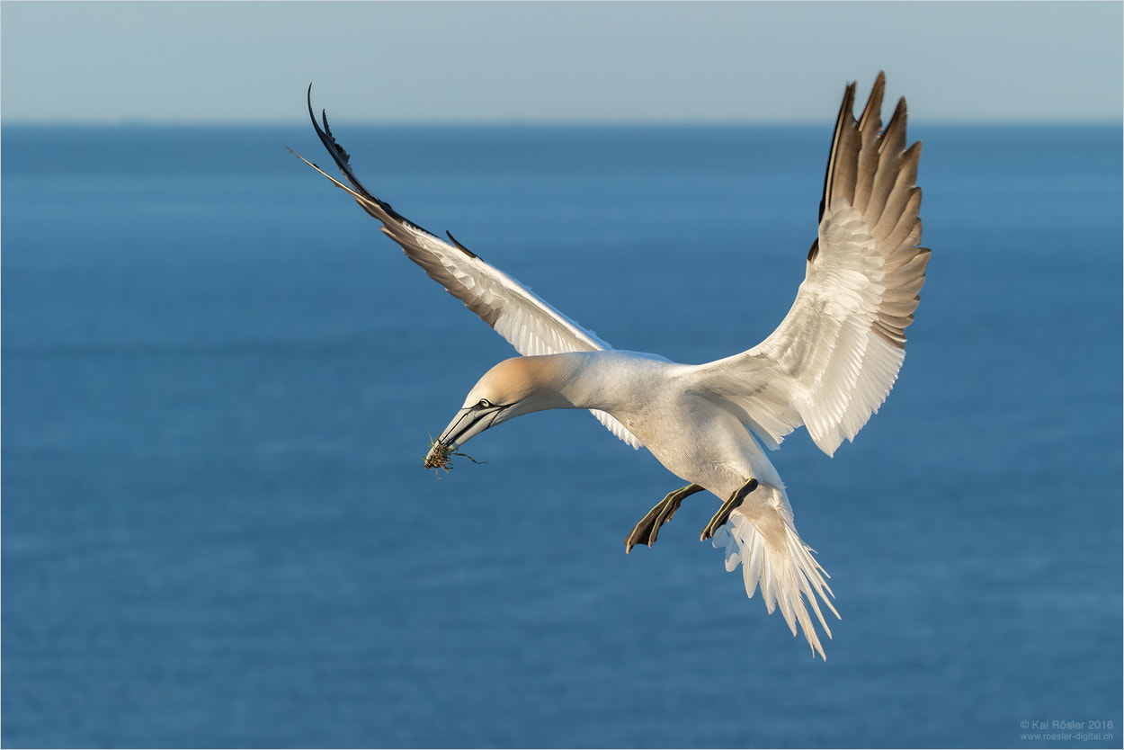 Canon EOS-1D X + Canon EF 70-300mm F4-5.6L IS USM sample photo. Gannet approaching photography
