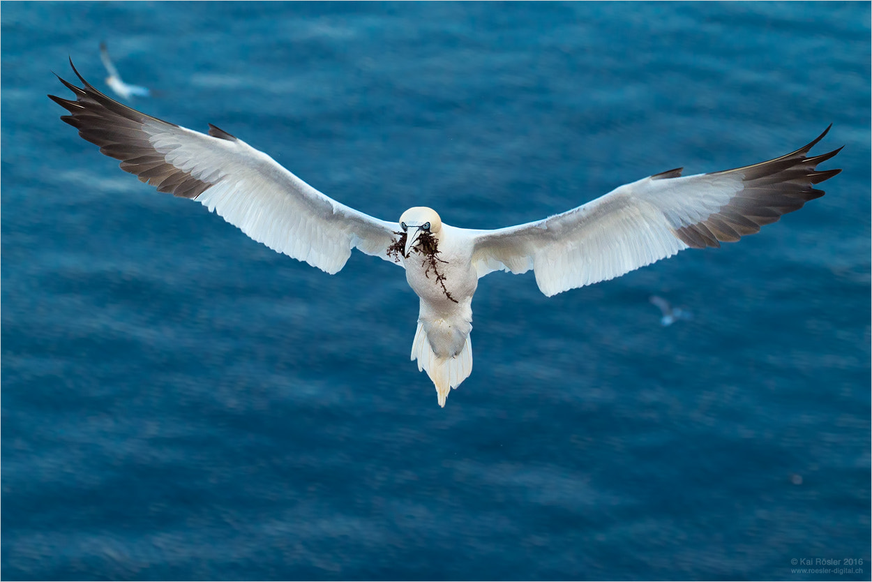 Canon EF 70-300mm F4-5.6L IS USM sample photo. Northern gannet in flight photography