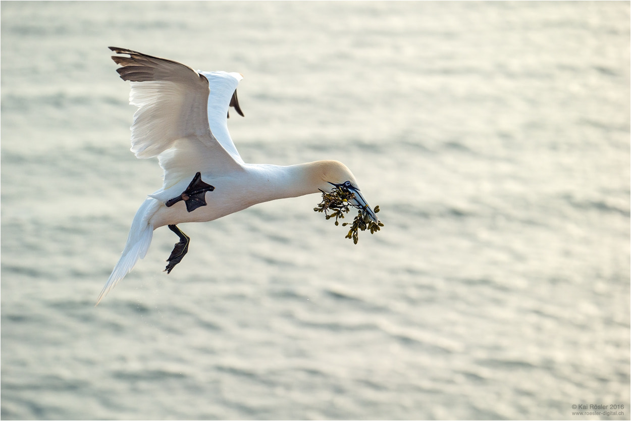 Canon EF 70-300mm F4-5.6L IS USM sample photo. Basstölpel im anflug photography