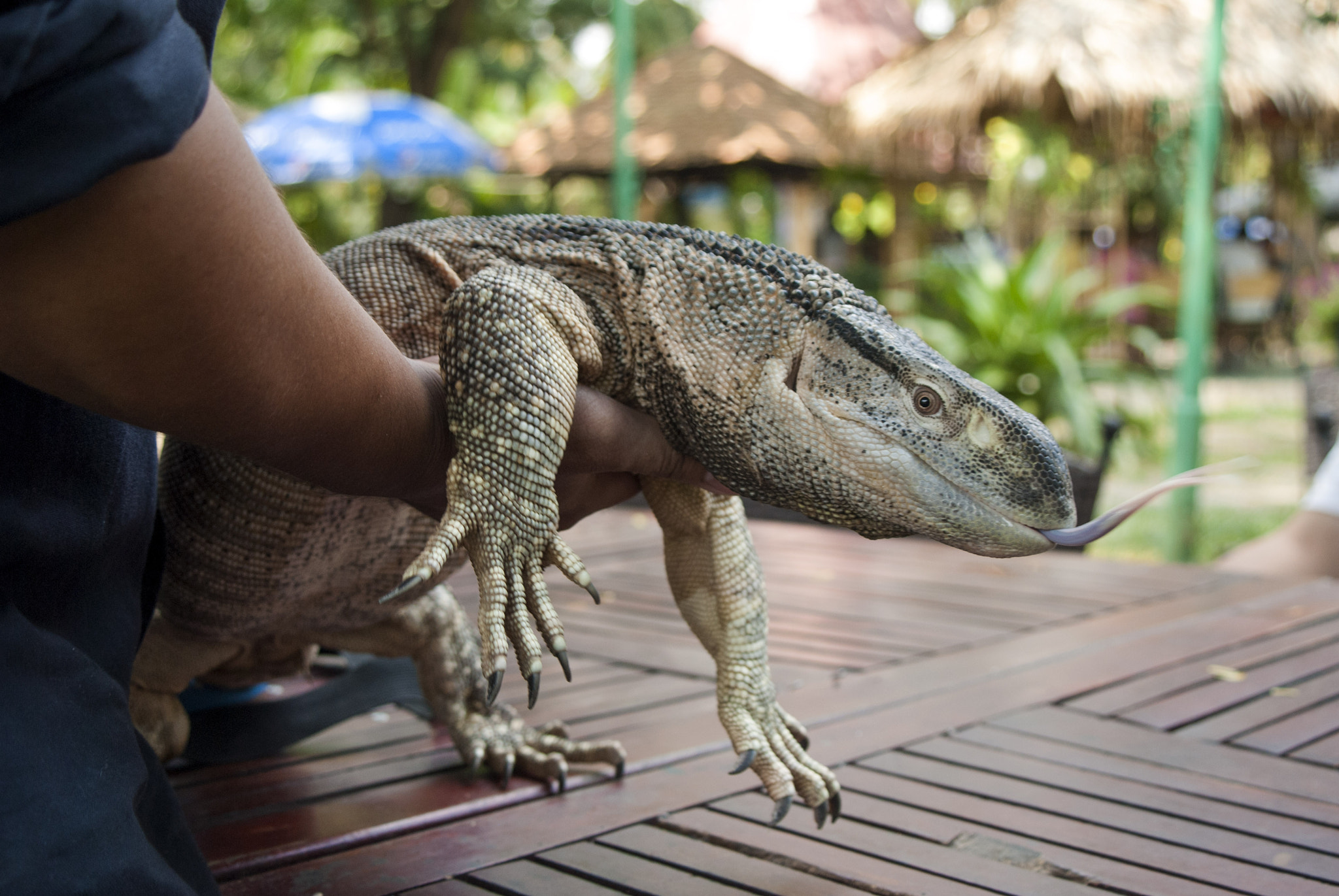 Nikon D200 + AF Zoom-Nikkor 35-80mm f/4-5.6D N sample photo. Real dragon photography