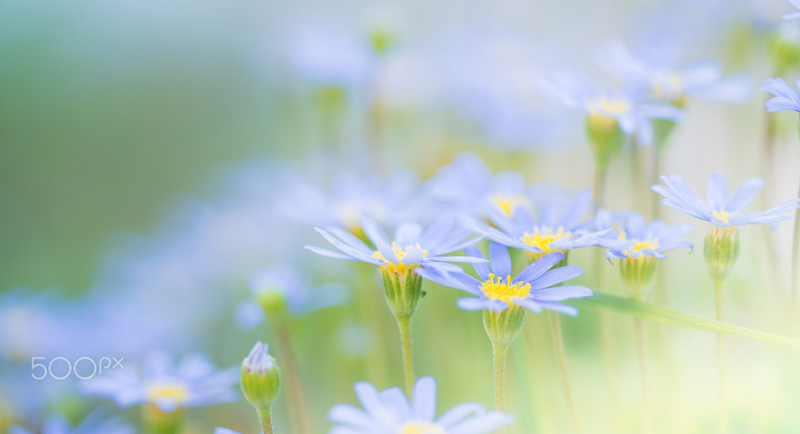 Sigma 150mm F2.8 EX DG OS Macro HSM sample photo. Blue summer light photography