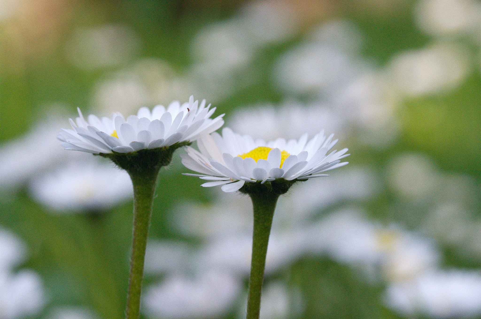 Nikon D3100 sample photo. Сouple photography