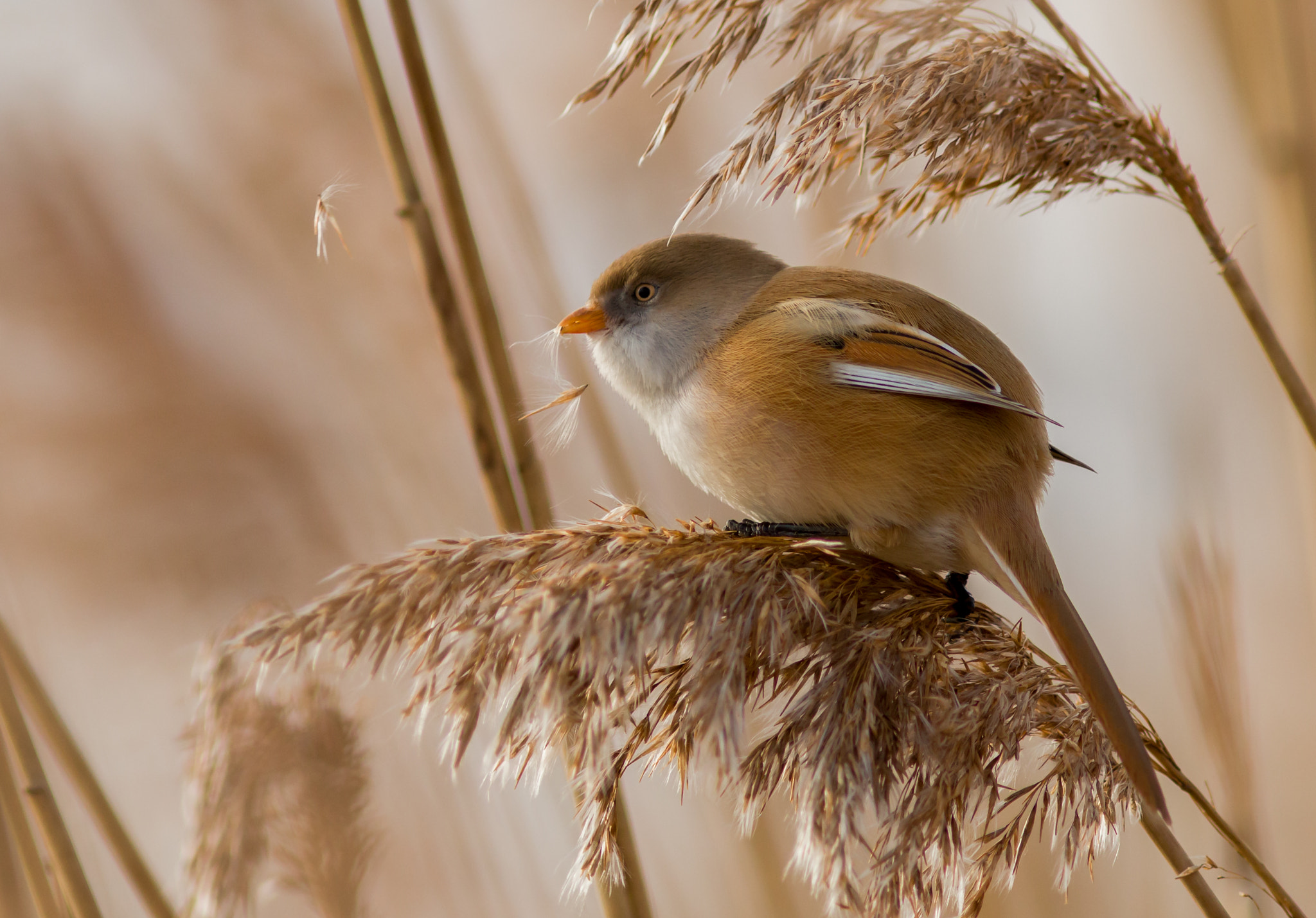 Canon EOS 70D + Canon EF 300mm F4L IS USM sample photo. Bearded reedling photography
