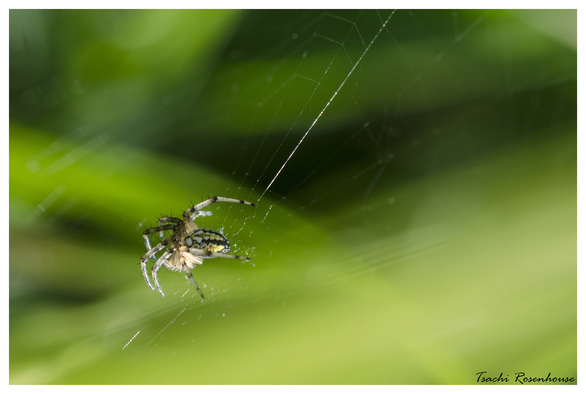 Sigma 150mm F2.8 EX DG OS Macro HSM sample photo. Shiny spiderweb photography