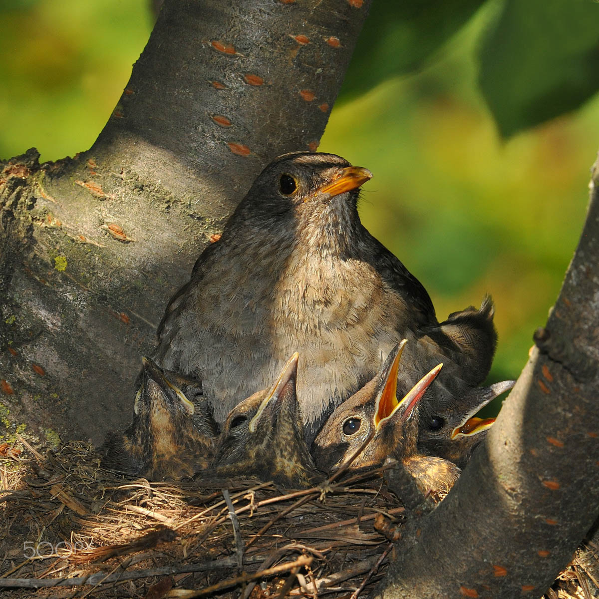 Nikon D3X + Nikon AF-S Nikkor 500mm F4G ED VR sample photo. Ultime coccole prima del volo photography