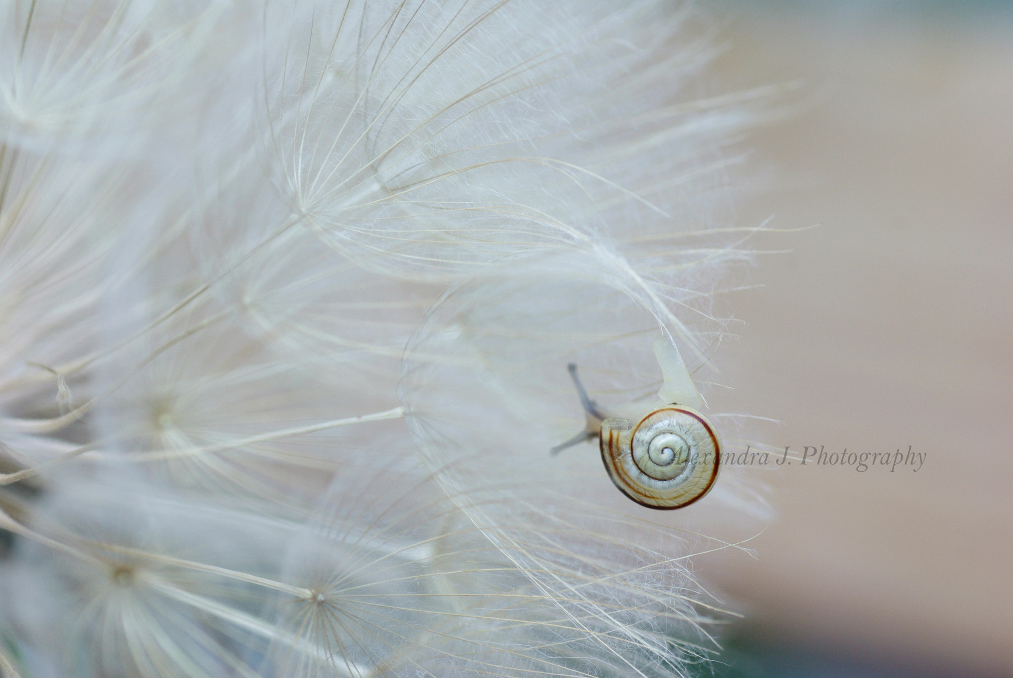Tamron SP AF 90mm F2.8 Di Macro sample photo. Snail photography