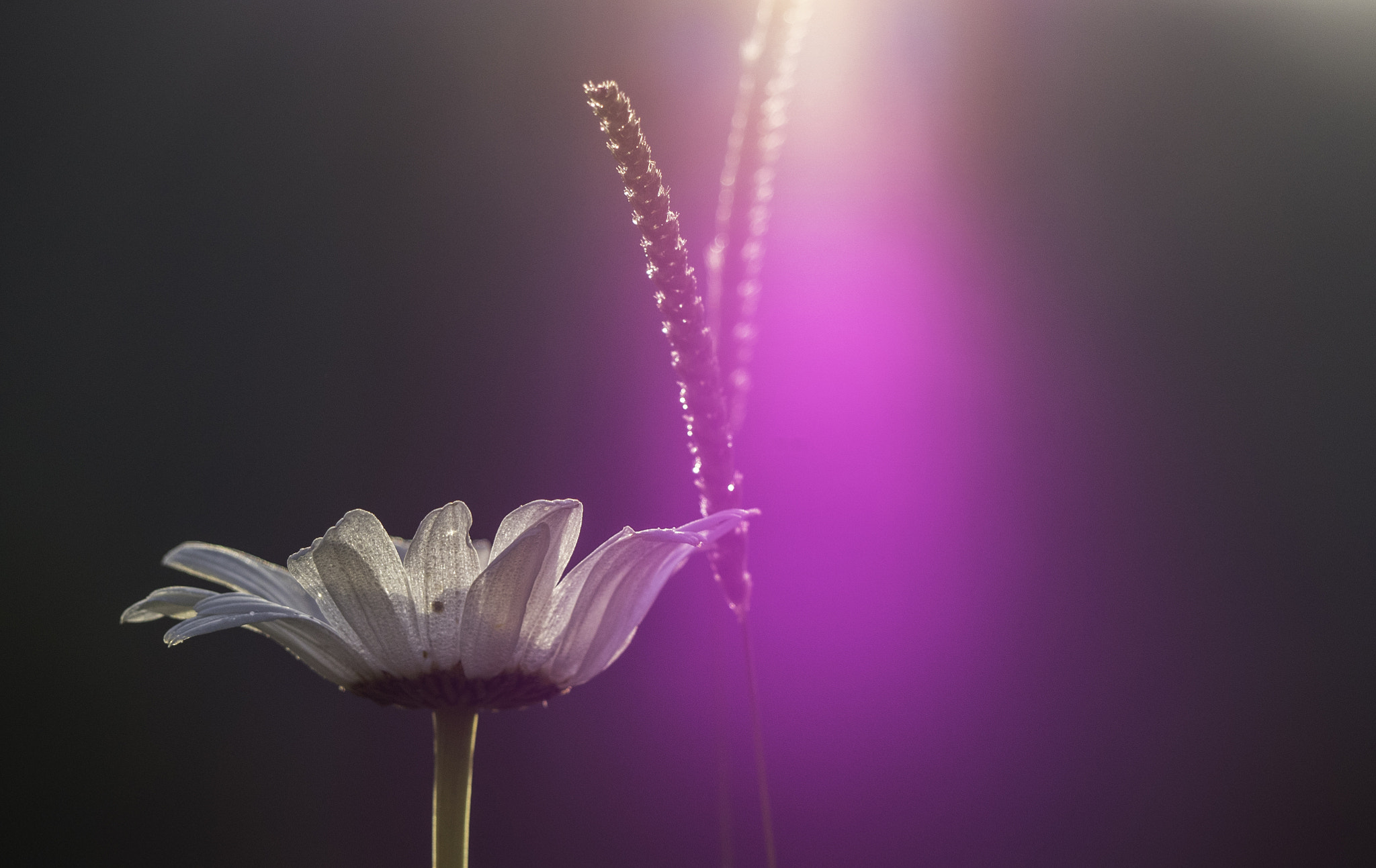 Panasonic Lumix DMC-GH4 sample photo. Pink flare photography