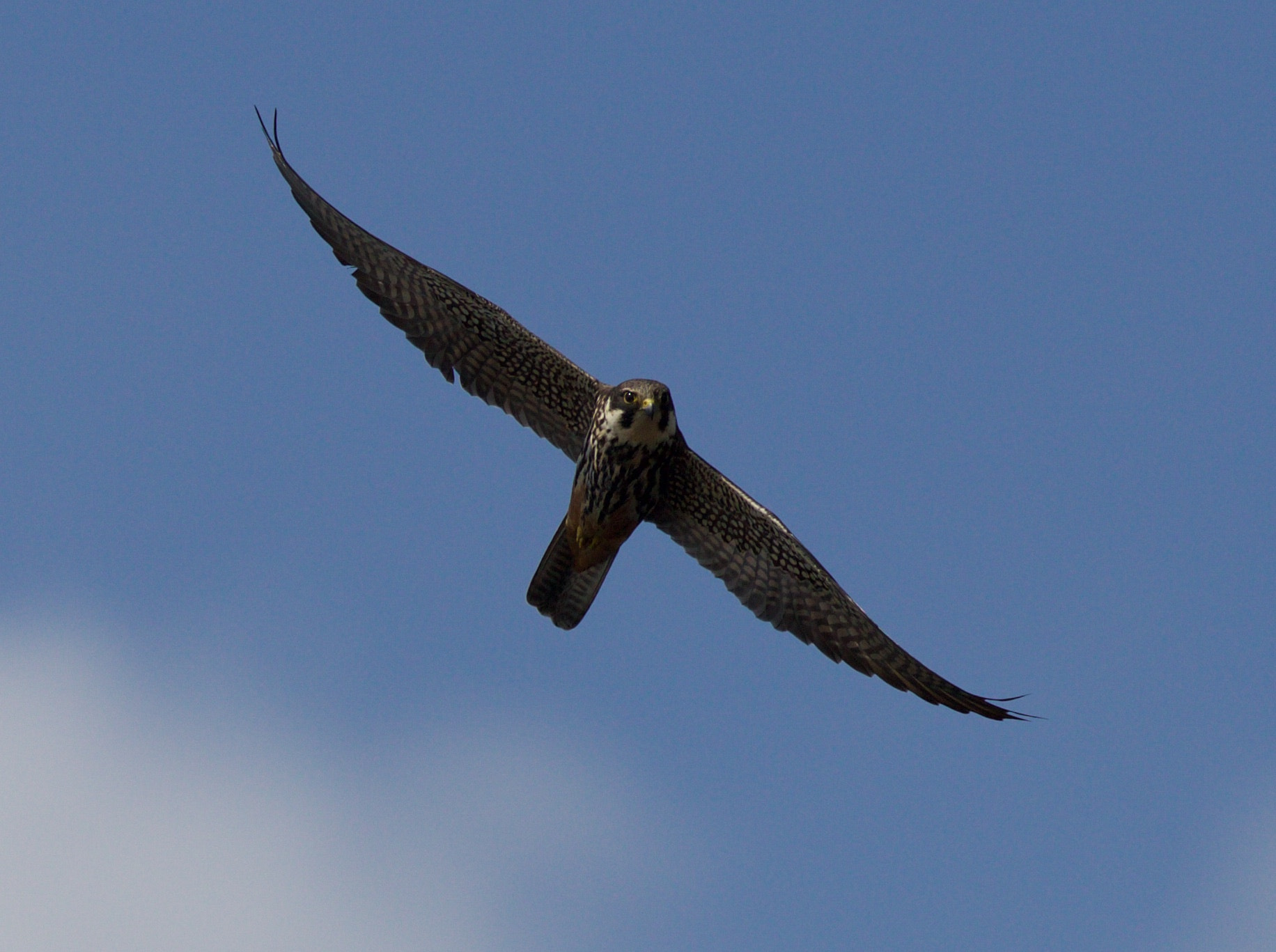 Canon EF 400mm F2.8L IS USM sample photo. _mgl4495.jpg photography