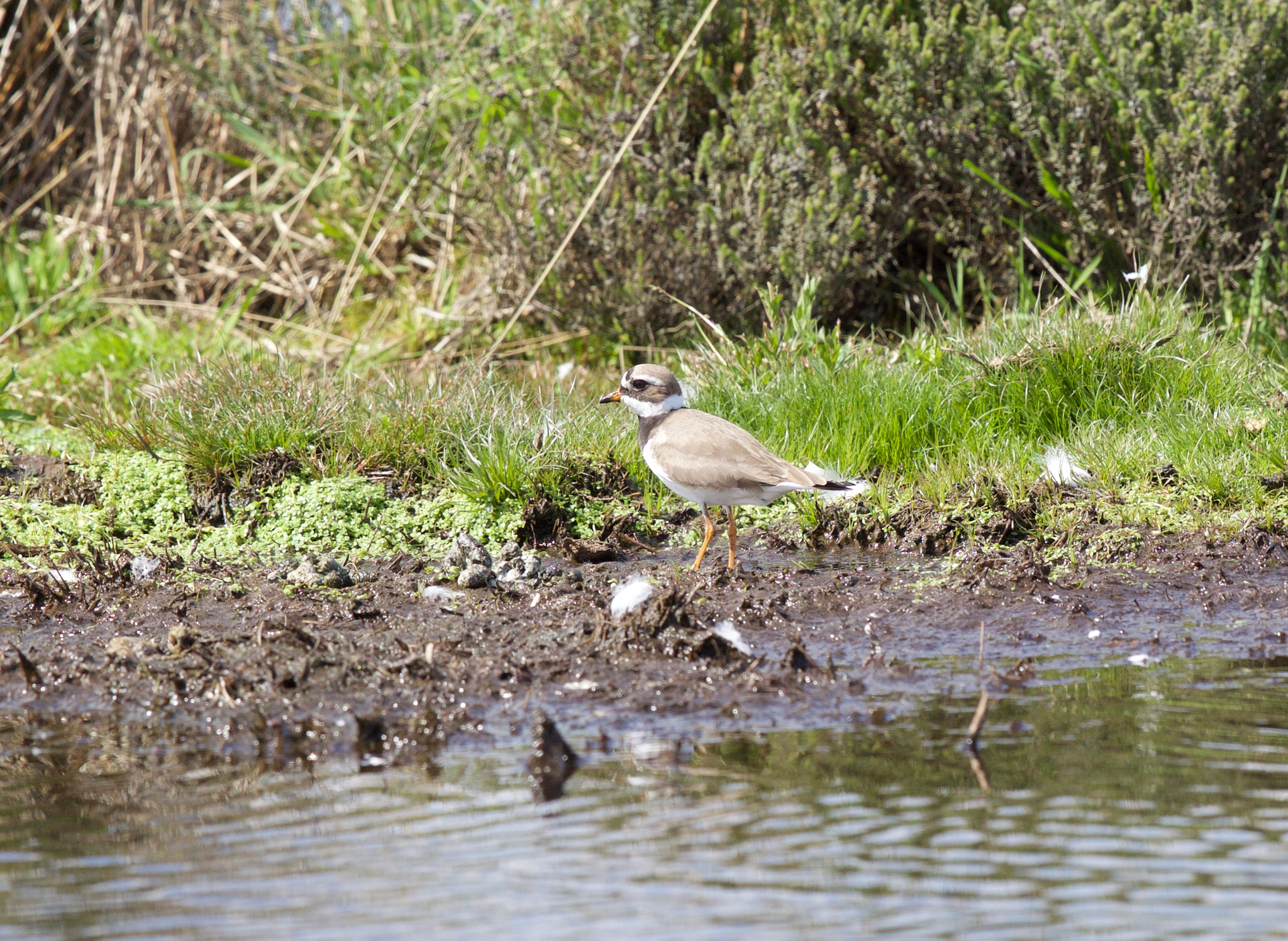 Canon EF 400mm F2.8L IS USM sample photo. _mgl4921.jpg photography