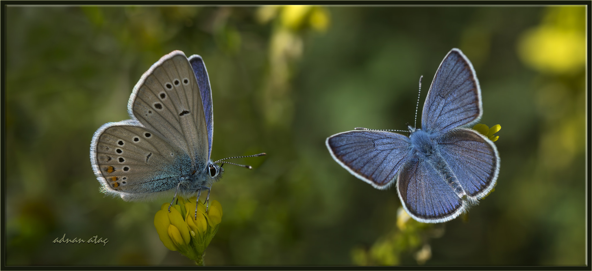 Nikon D4 + AF Zoom-Micro Nikkor 70-180mm f/4.5-5.6D ED sample photo. Çokgözlü güzel mavi - polyommatus bellis - greek mazarine blue photography