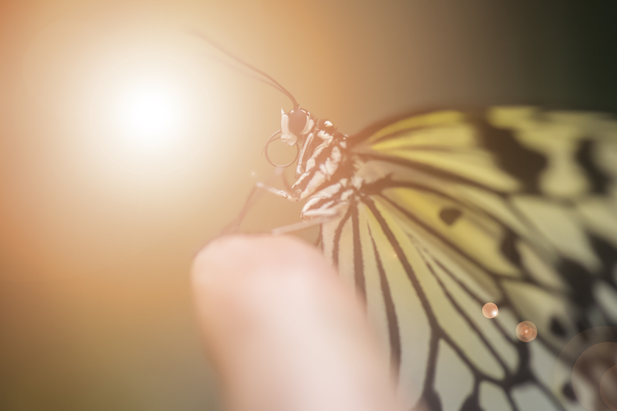Nikon D5 sample photo. On my finger photography