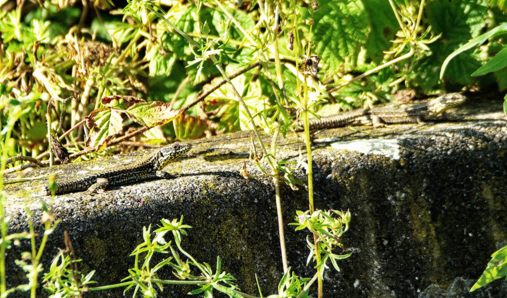 Samsung NX500 + NX 50-200mm F4-5.6 sample photo. Lizard 1 photography