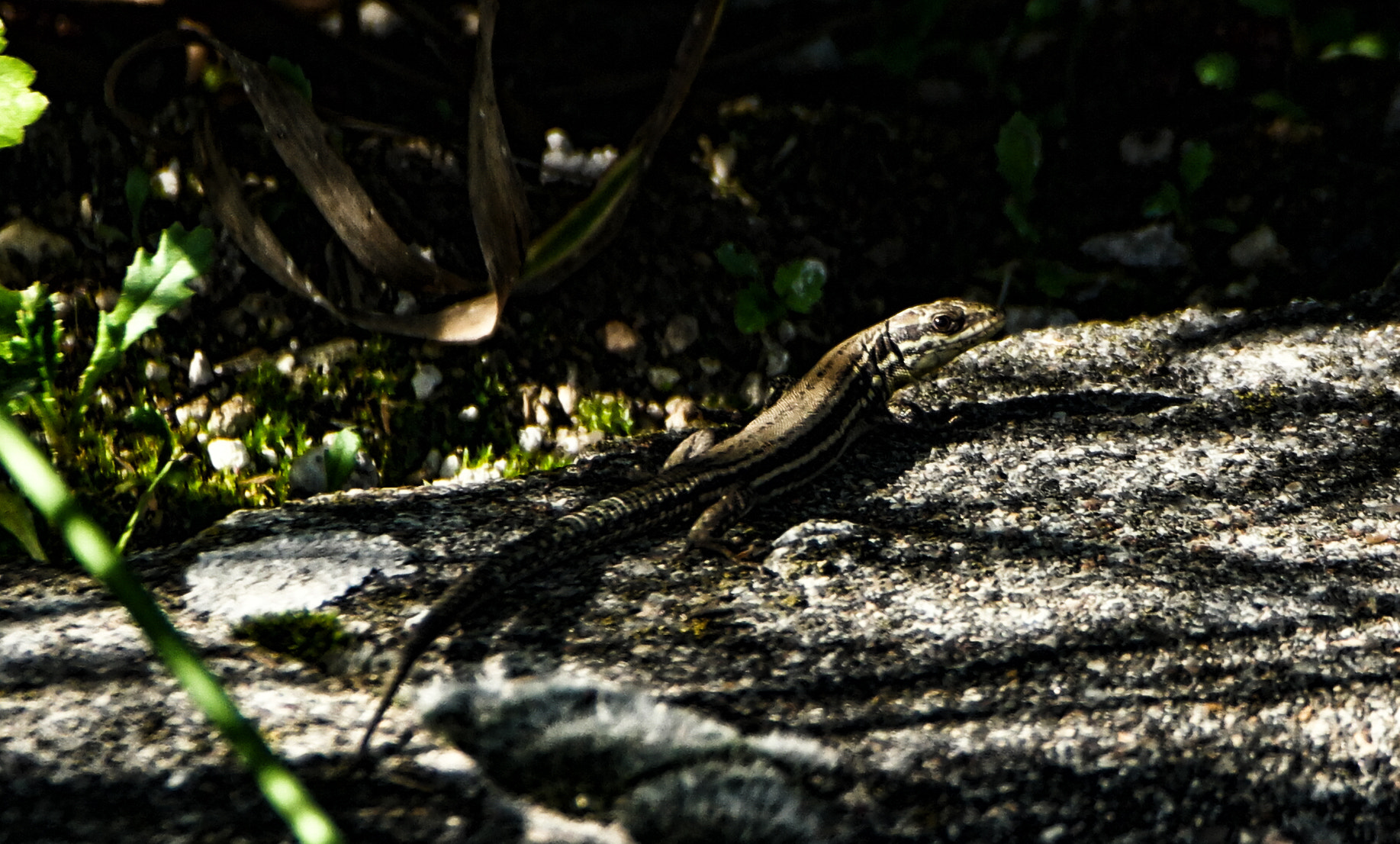 Samsung NX500 + NX 50-200mm F4-5.6 sample photo. Lizard 2 photography
