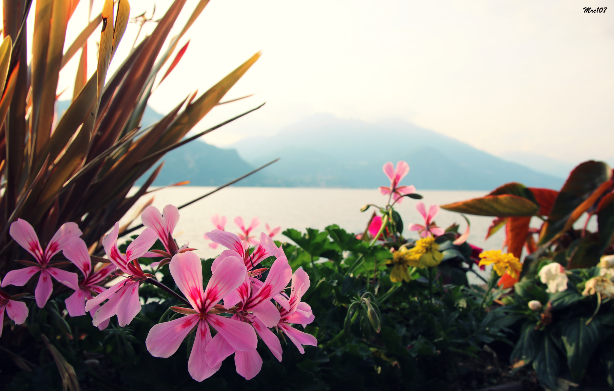 Sigma 17-70mm F2.8-4 DC Macro OS HSM sample photo. Fiori di lago photography