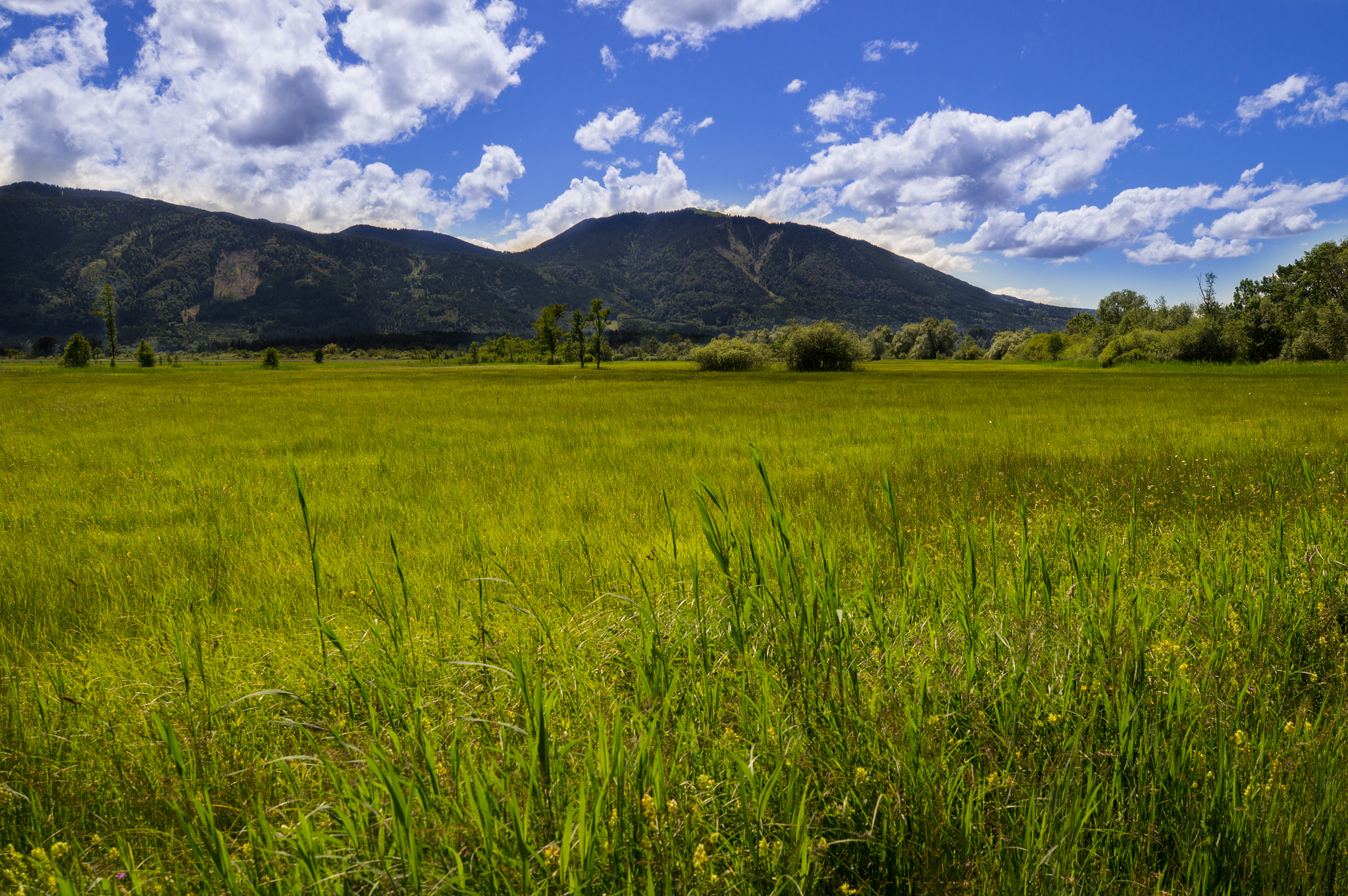 Sony SLT-A57 sample photo. Murnauer moos photography