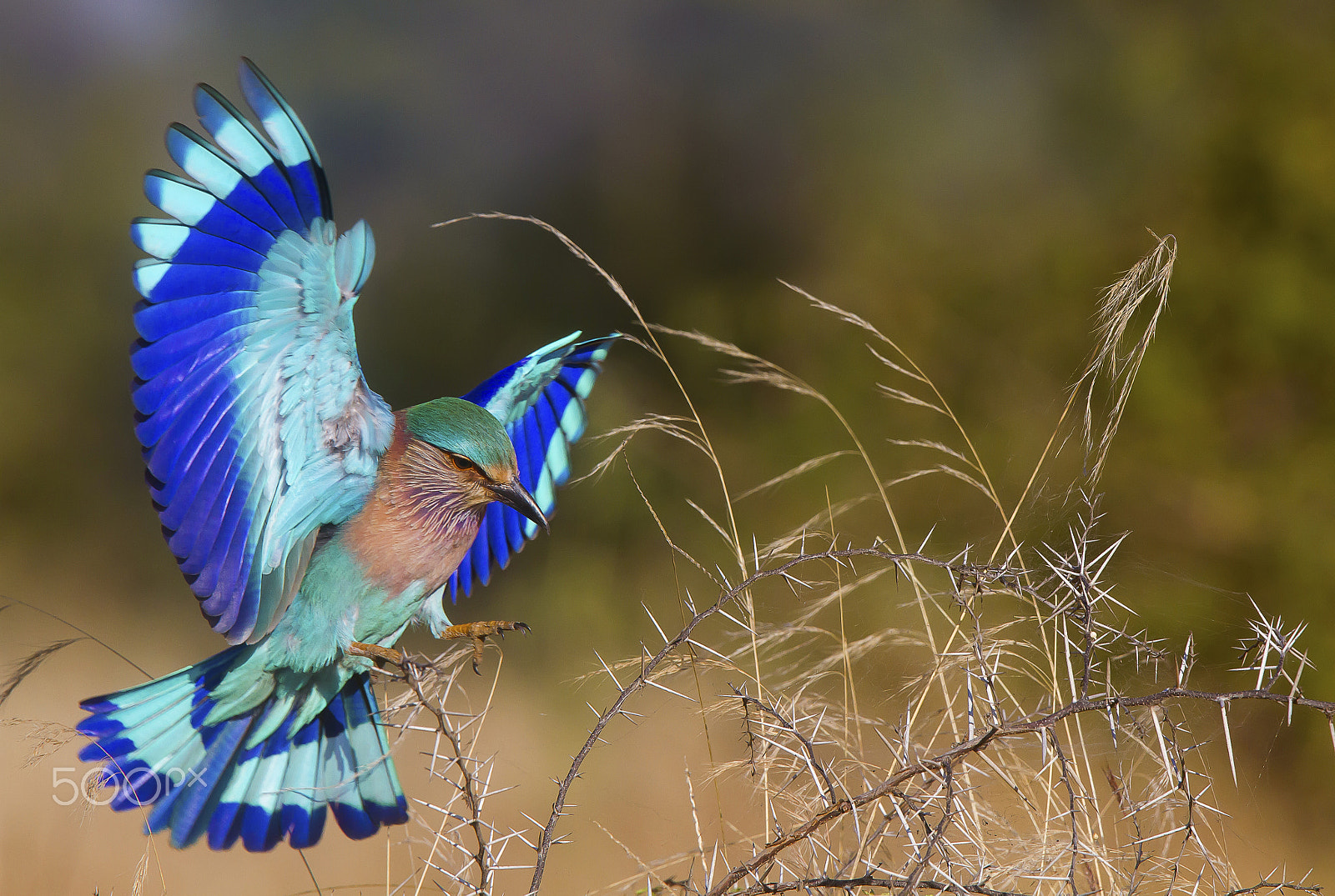 Canon EF 300mm F2.8L IS USM sample photo. The landing photography