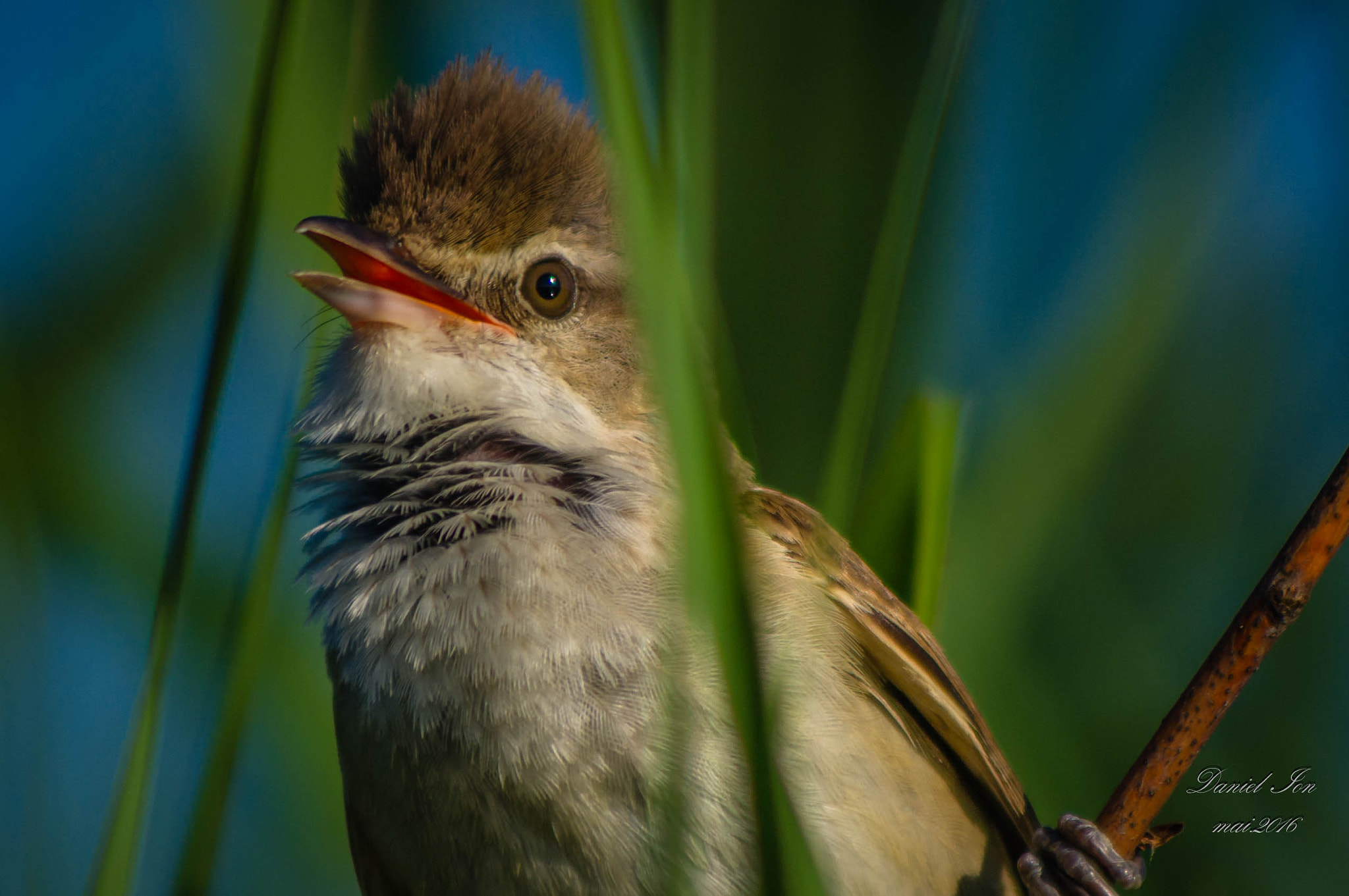 Pentax K-x sample photo. Acrocephalus arundinaceus photography