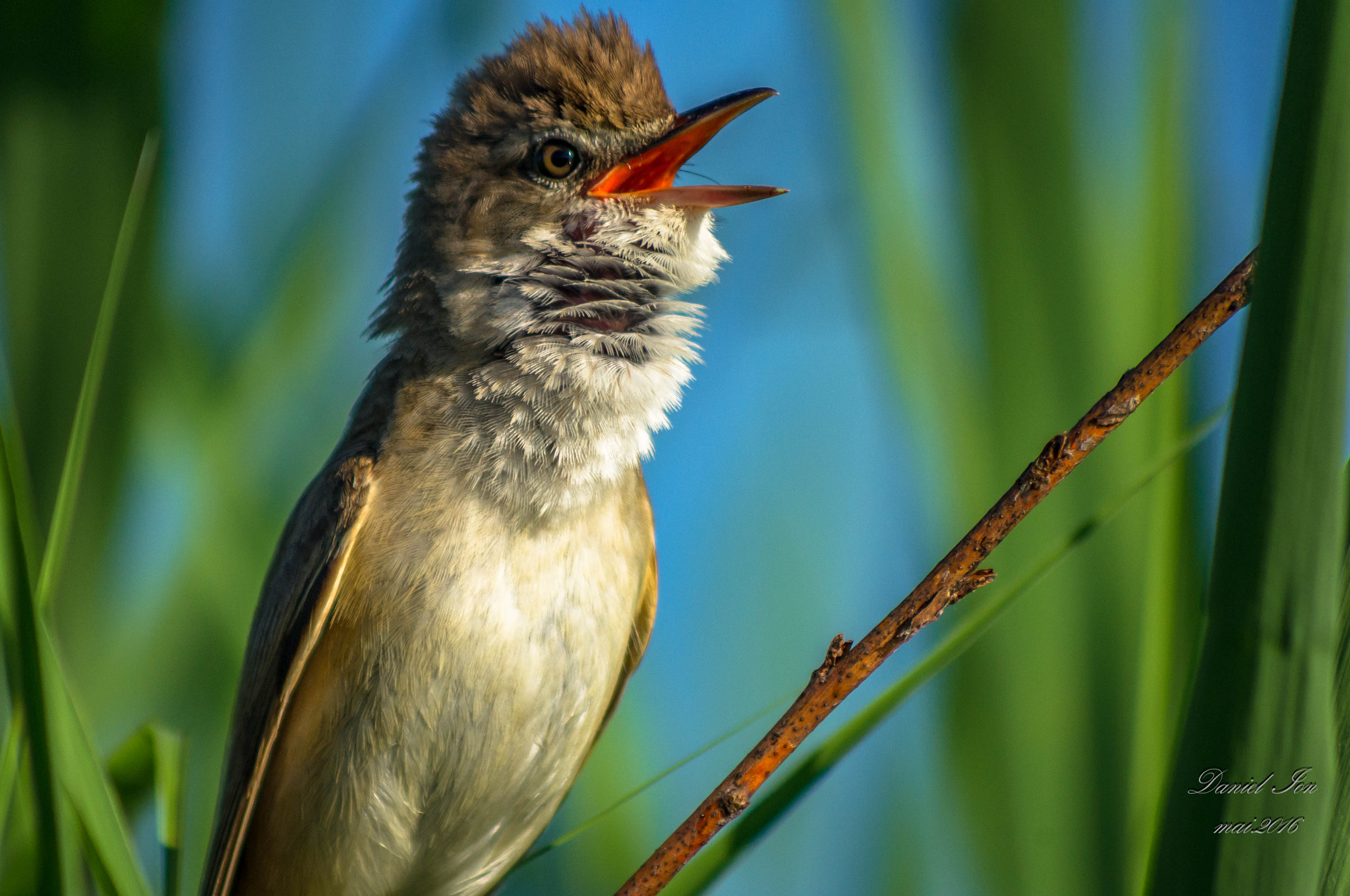 Pentax K-x sample photo. Acrocephalus arundinaceus photography