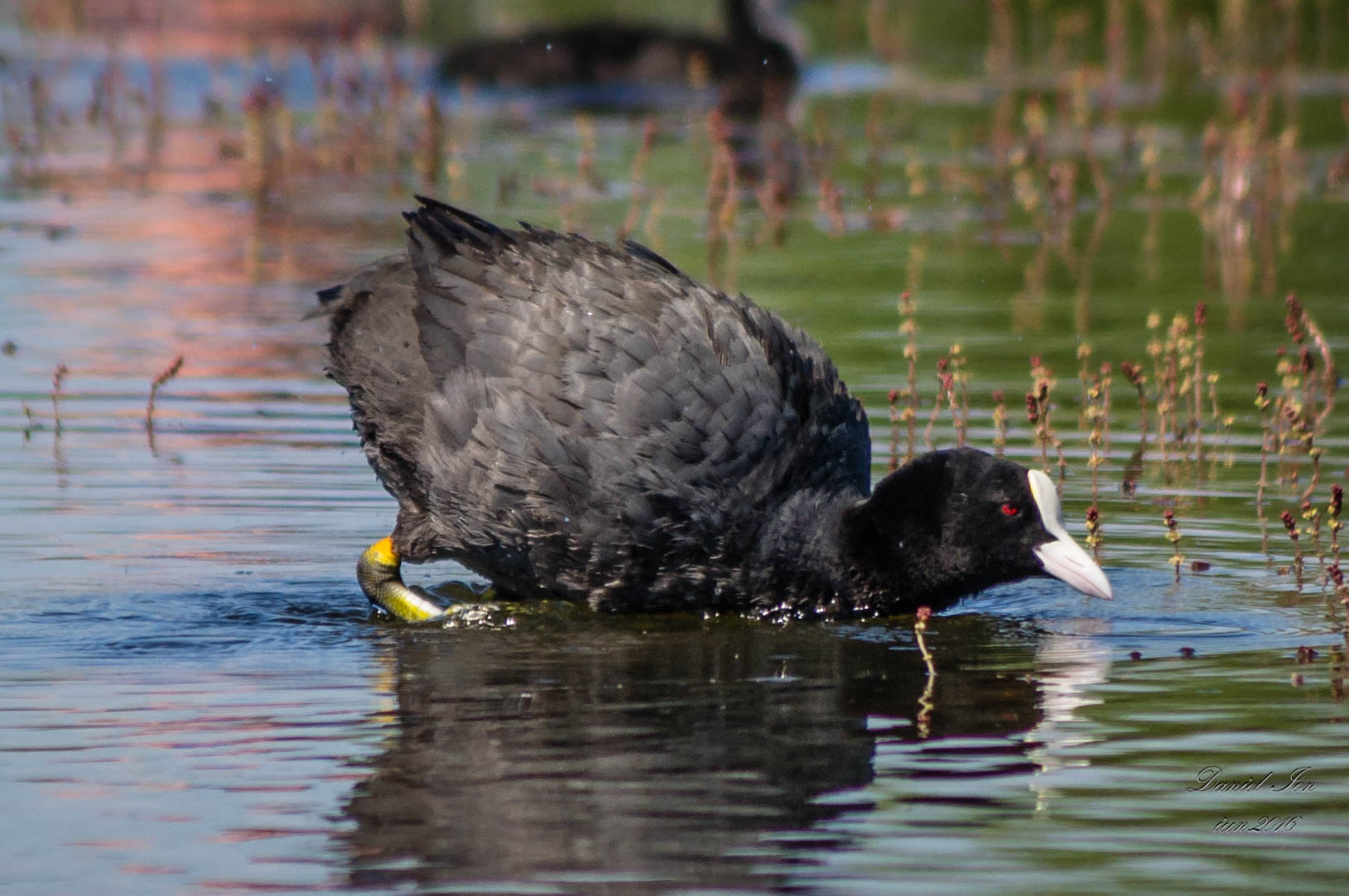 Pentax K-x sample photo. Fulica atra photography