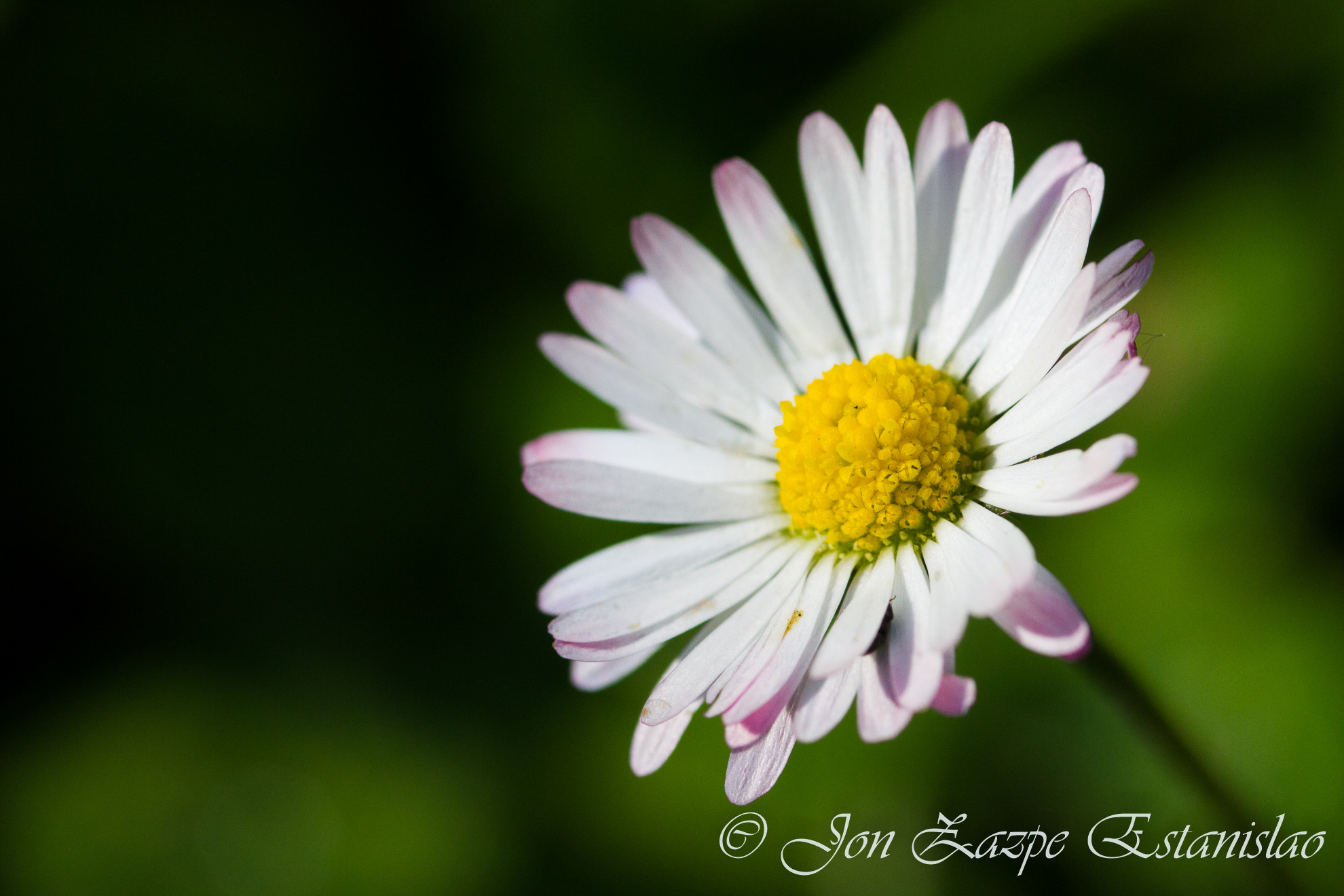 Canon EOS 7D + Sigma 105mm F2.8 EX DG Macro sample photo. Daisy flower photography