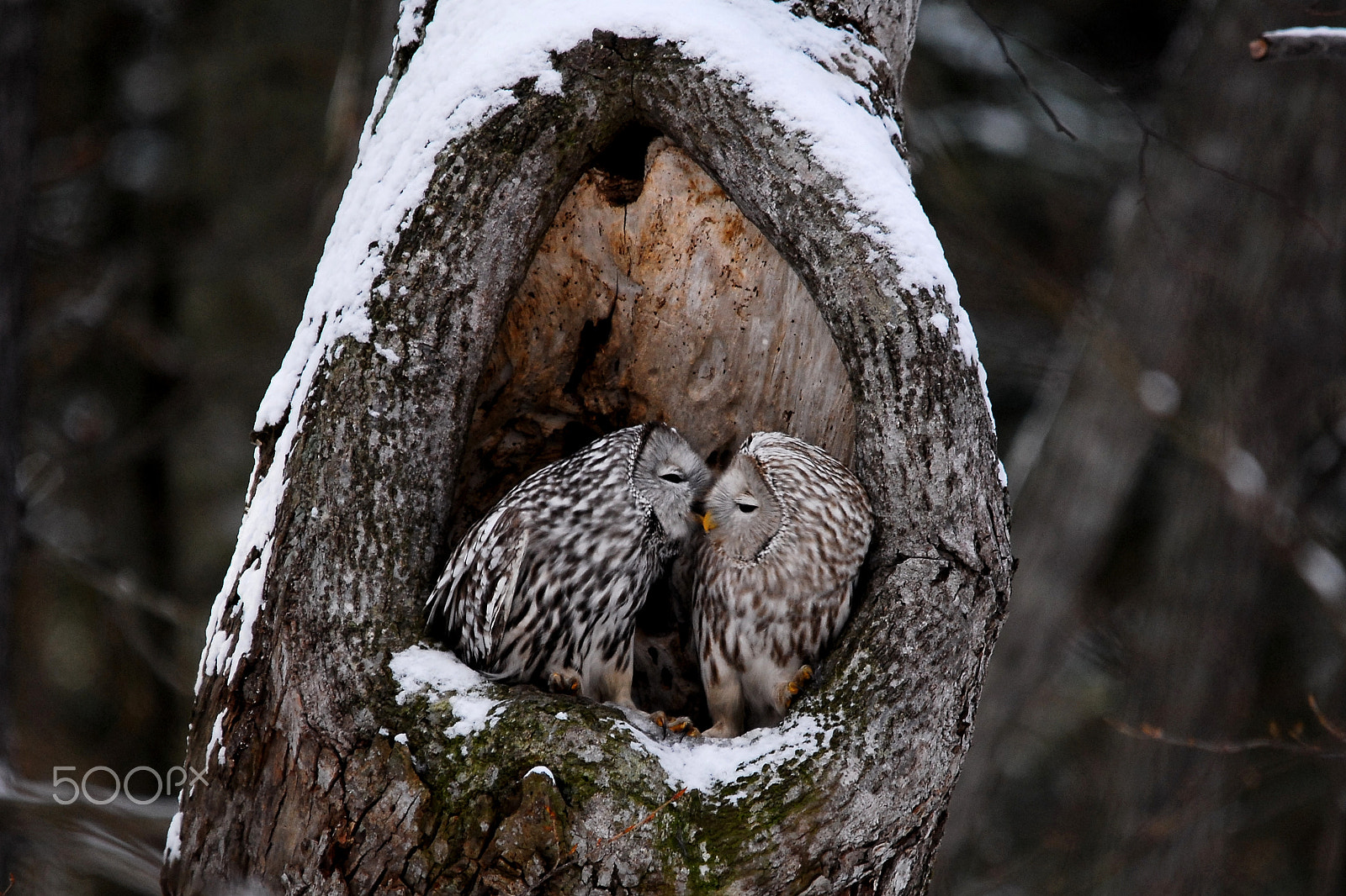 Sigma 150-500mm F5-6.3 DG OS HSM sample photo. Love love love photography