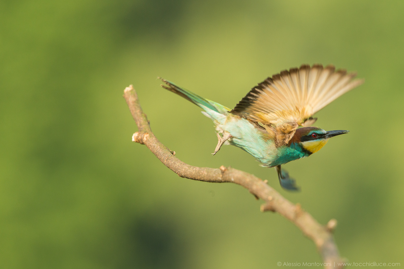 Canon EF 400mm F2.8L IS USM sample photo. Come on! photography