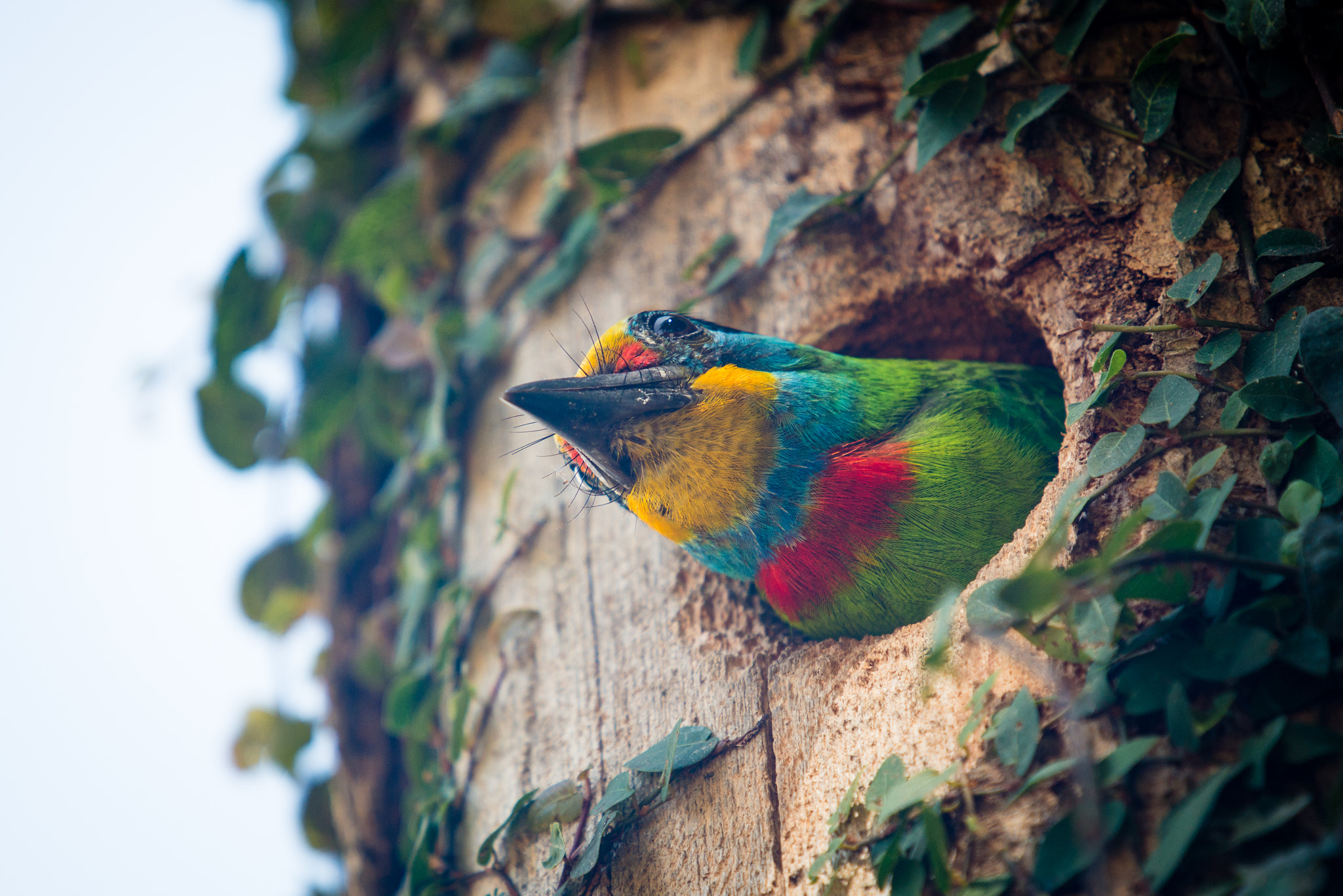 Nikon D800 sample photo. 五色鳥 woodpecker photography