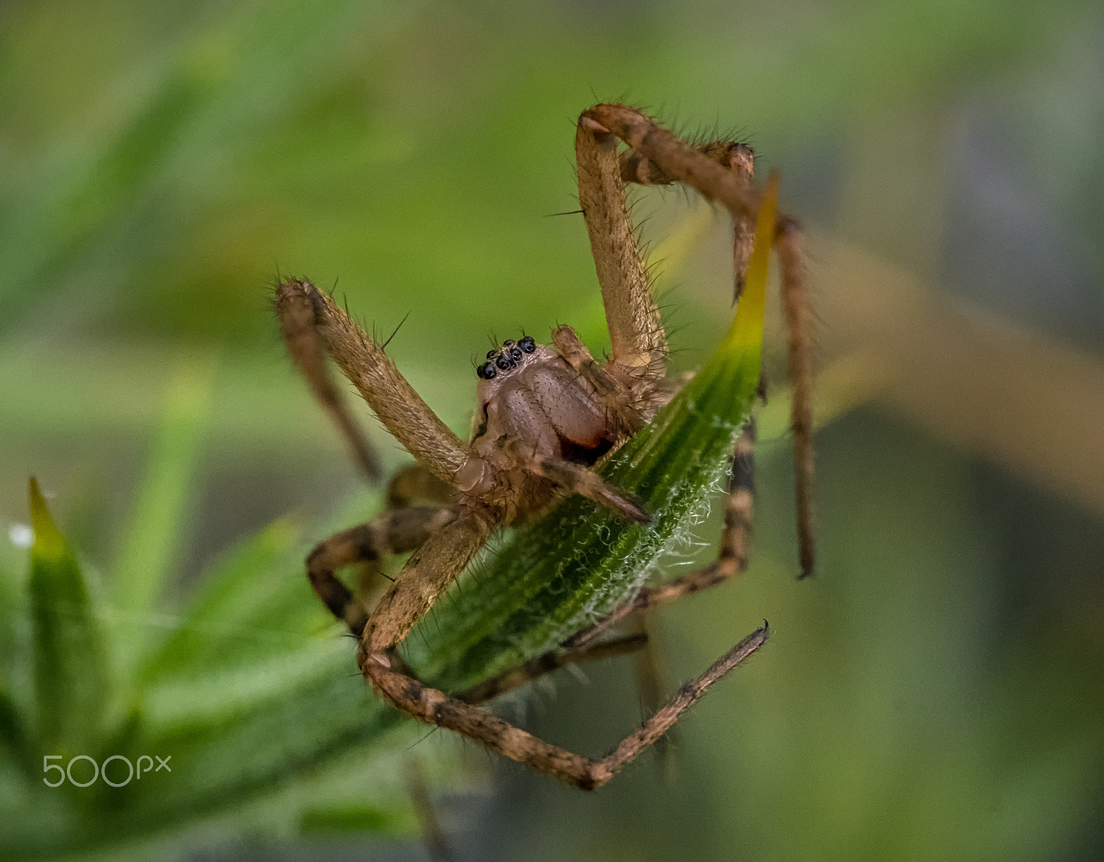 Panasonic Leica DG Macro-Elmarit 45mm F2.8 ASPH OIS sample photo. Just hangin' photography