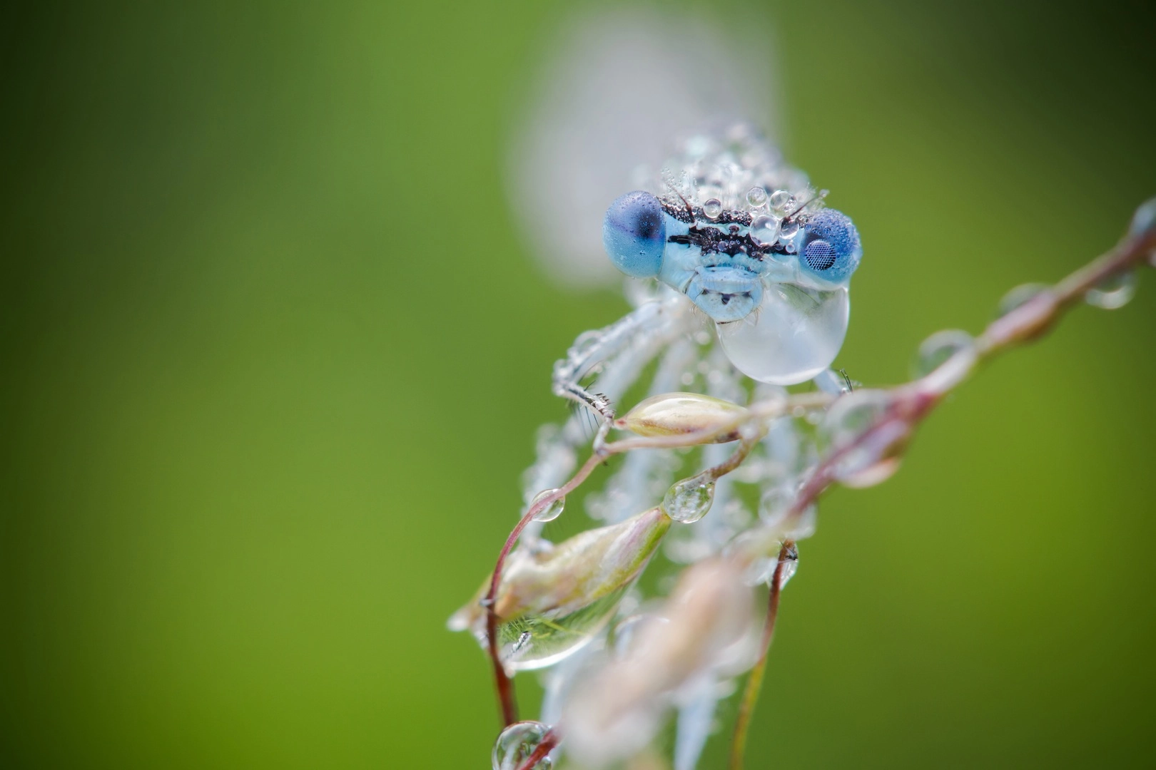 Tamron SP AF 180mm F3.5 Di LD (IF) Macro sample photo. Reveil humide photography