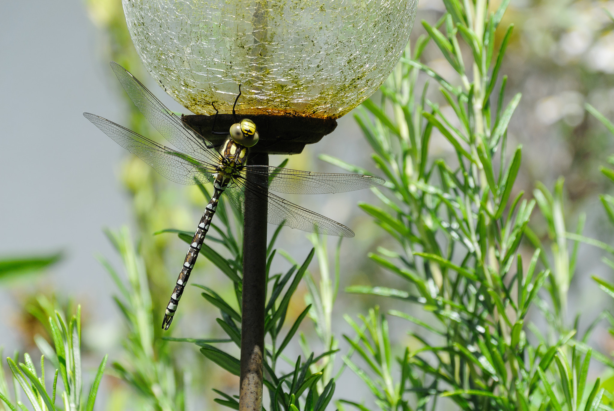 Nikon 1 Nikkor VR 30-110mm F3.8-5.6 sample photo. Dragon-fly in the front yard photography