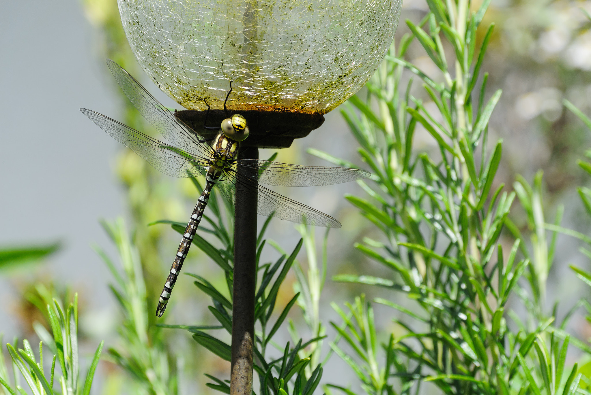 Nikon 1 S1 + Nikon 1 Nikkor VR 30-110mm F3.8-5.6 sample photo. Dragon-fly in the front yard photography