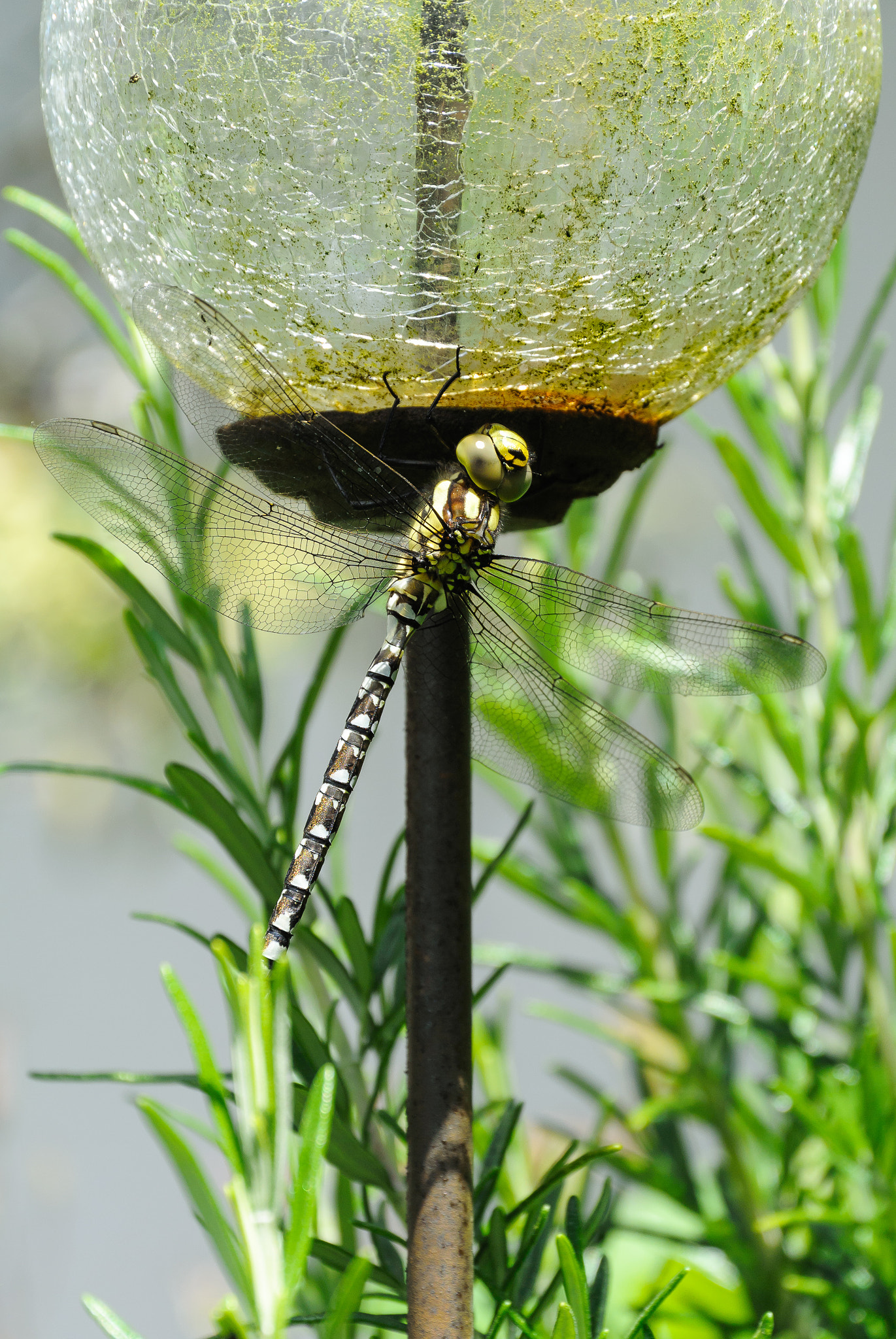 Nikon 1 Nikkor VR 30-110mm F3.8-5.6 sample photo. Dragon-fly in the front yard photography