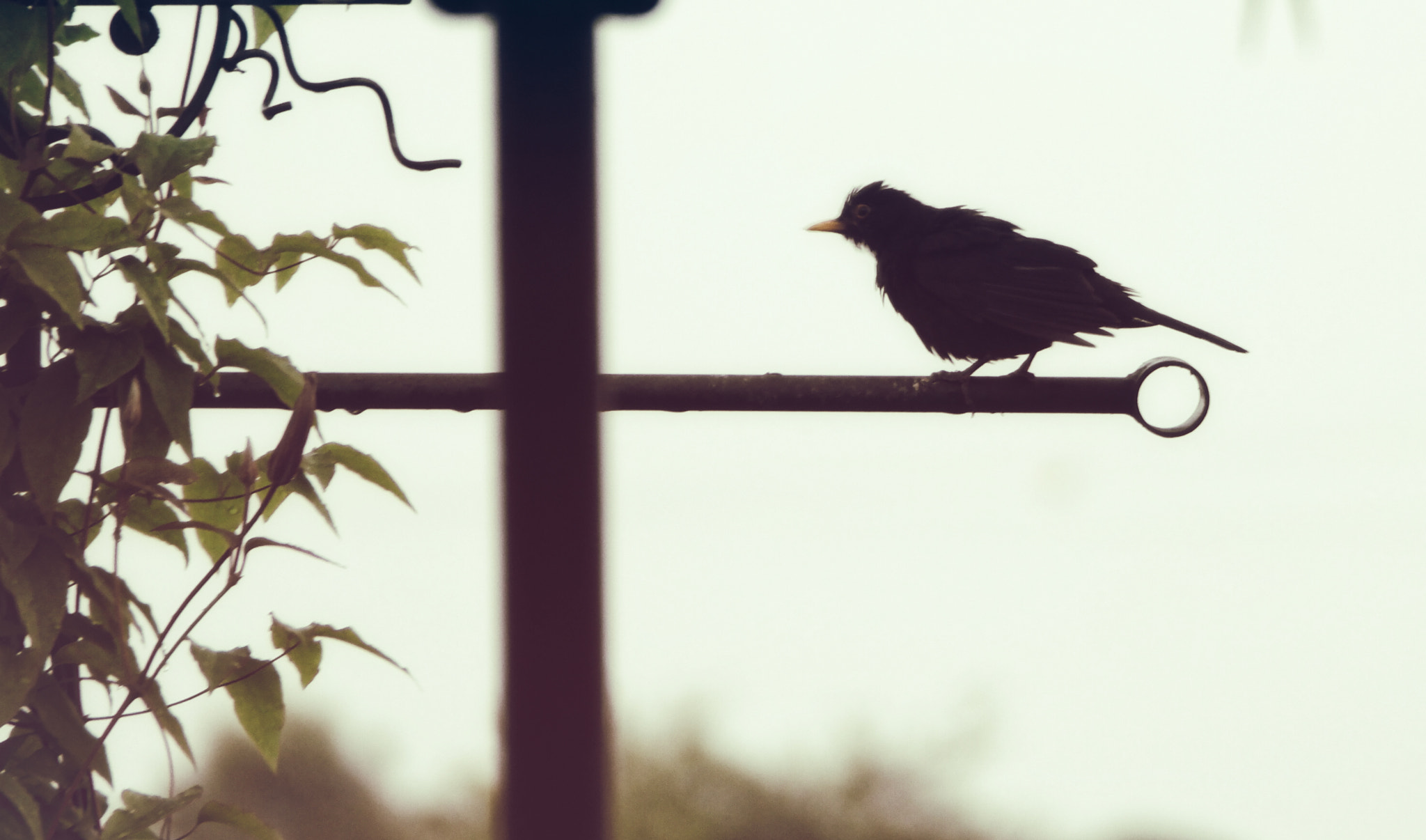 Samsung NX500 + NX 50-200mm F4-5.6 sample photo. Birdy photography