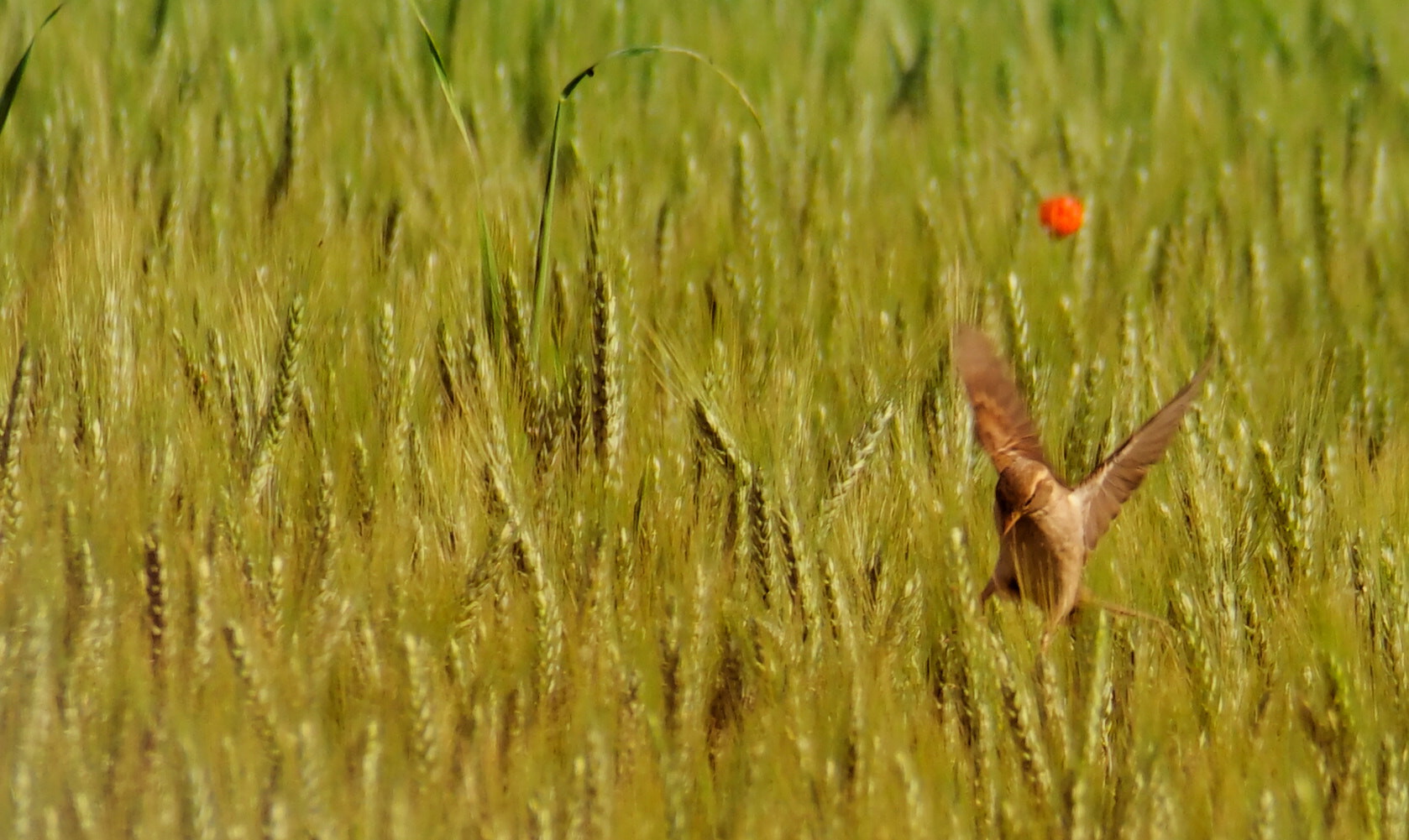 Samsung NX500 + NX 50-200mm F4-5.6 sample photo. Birdy photography