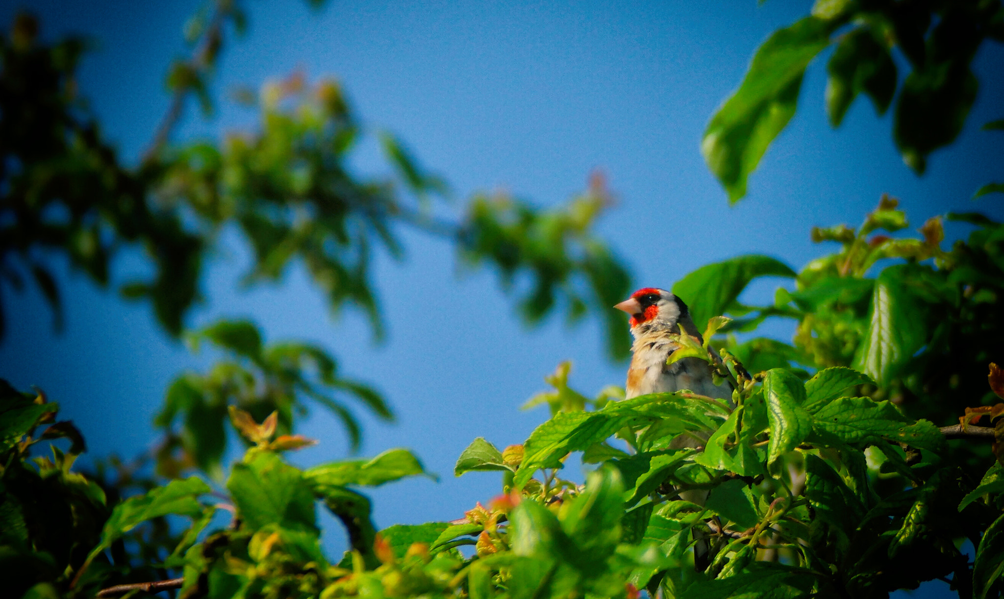Samsung NX500 + NX 50-200mm F4-5.6 sample photo. Birdy photography