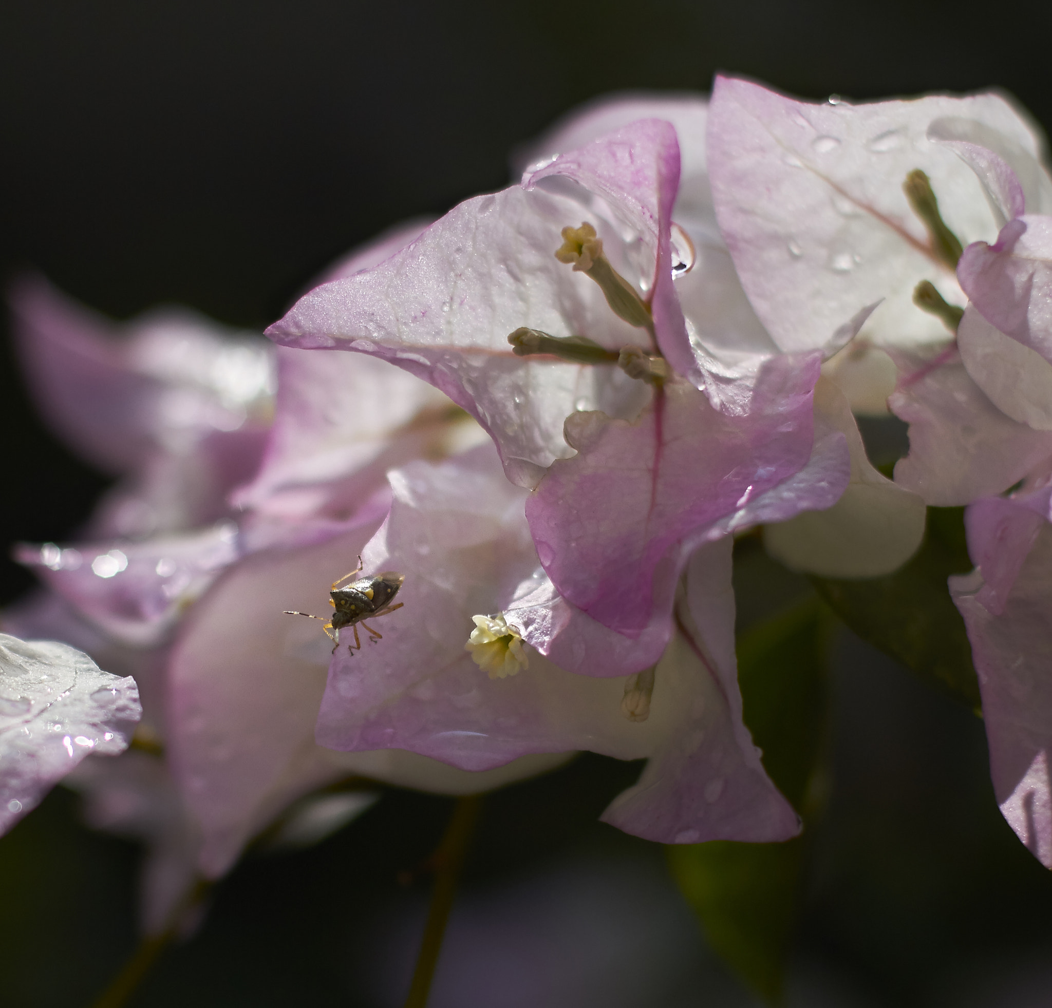 Canon EOS 7D + Canon EF 50mm F1.4 USM sample photo. In my home photography