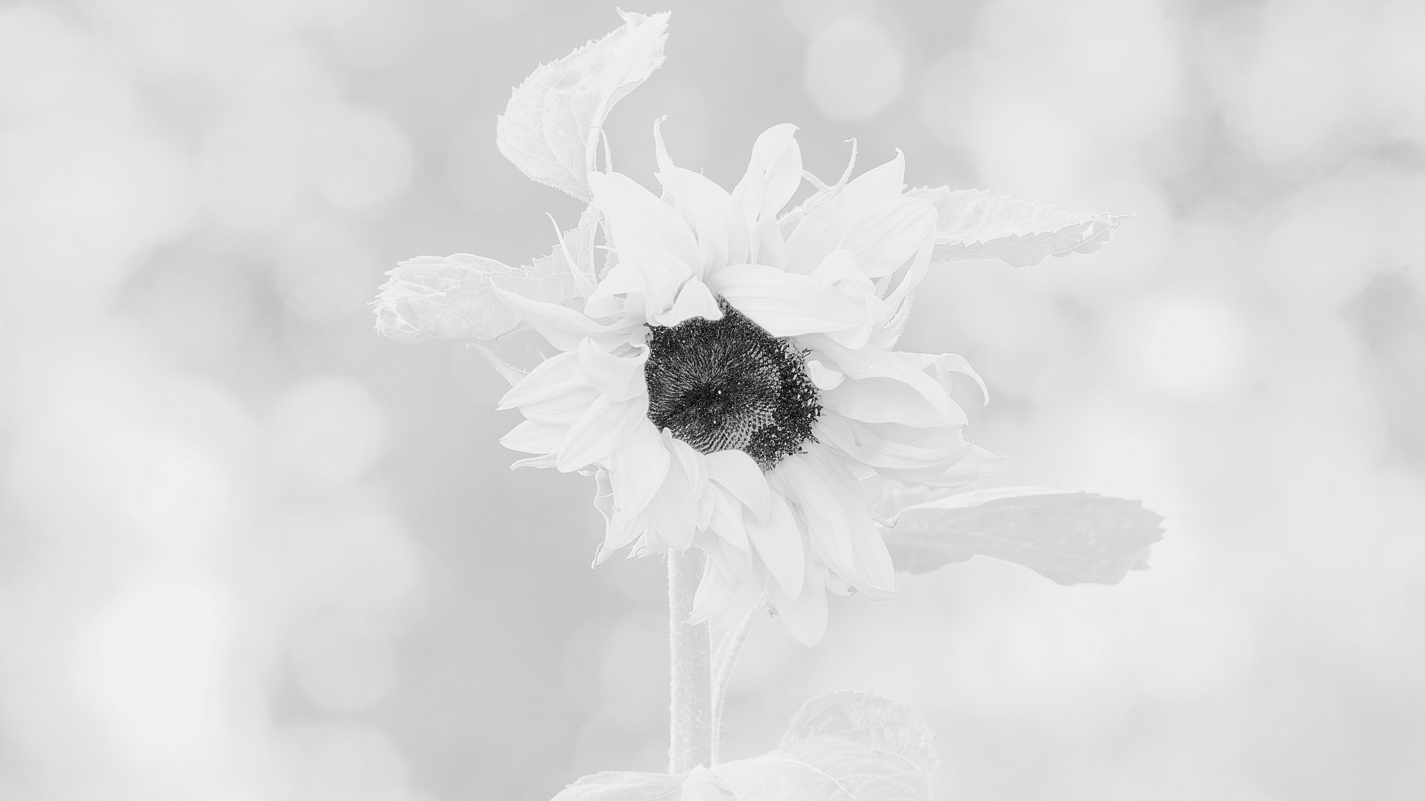 Canon EOS-1Ds Mark III + Canon EF 300mm F2.8L IS USM sample photo. Sunflower b&w photography