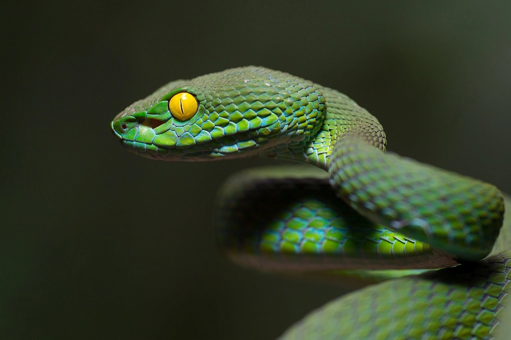 Nikon D4S sample photo. Trimeresurus macrops photography