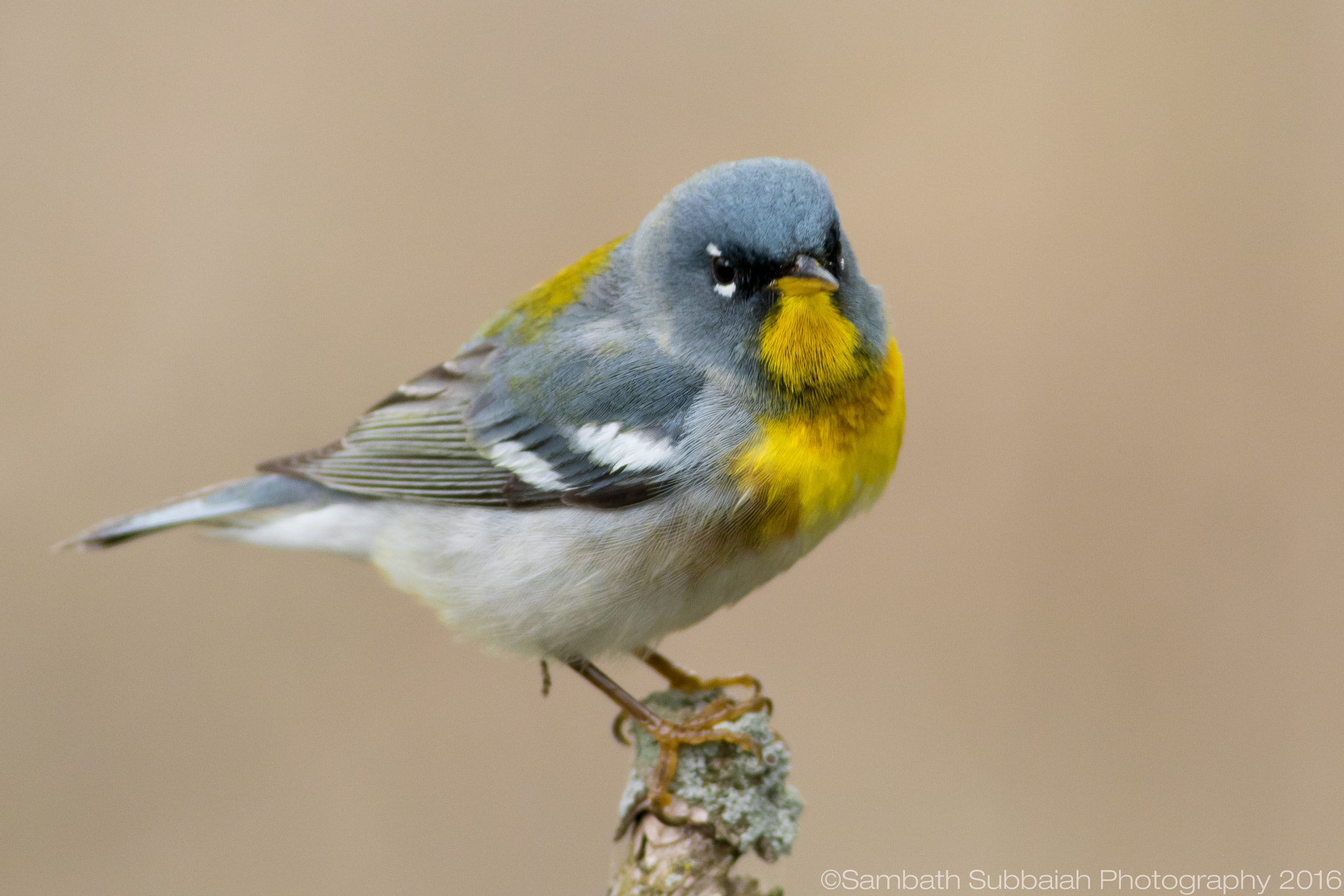 Canon EOS 7D Mark II + Canon EF 400mm F5.6L USM sample photo. Northen parula warbler photography