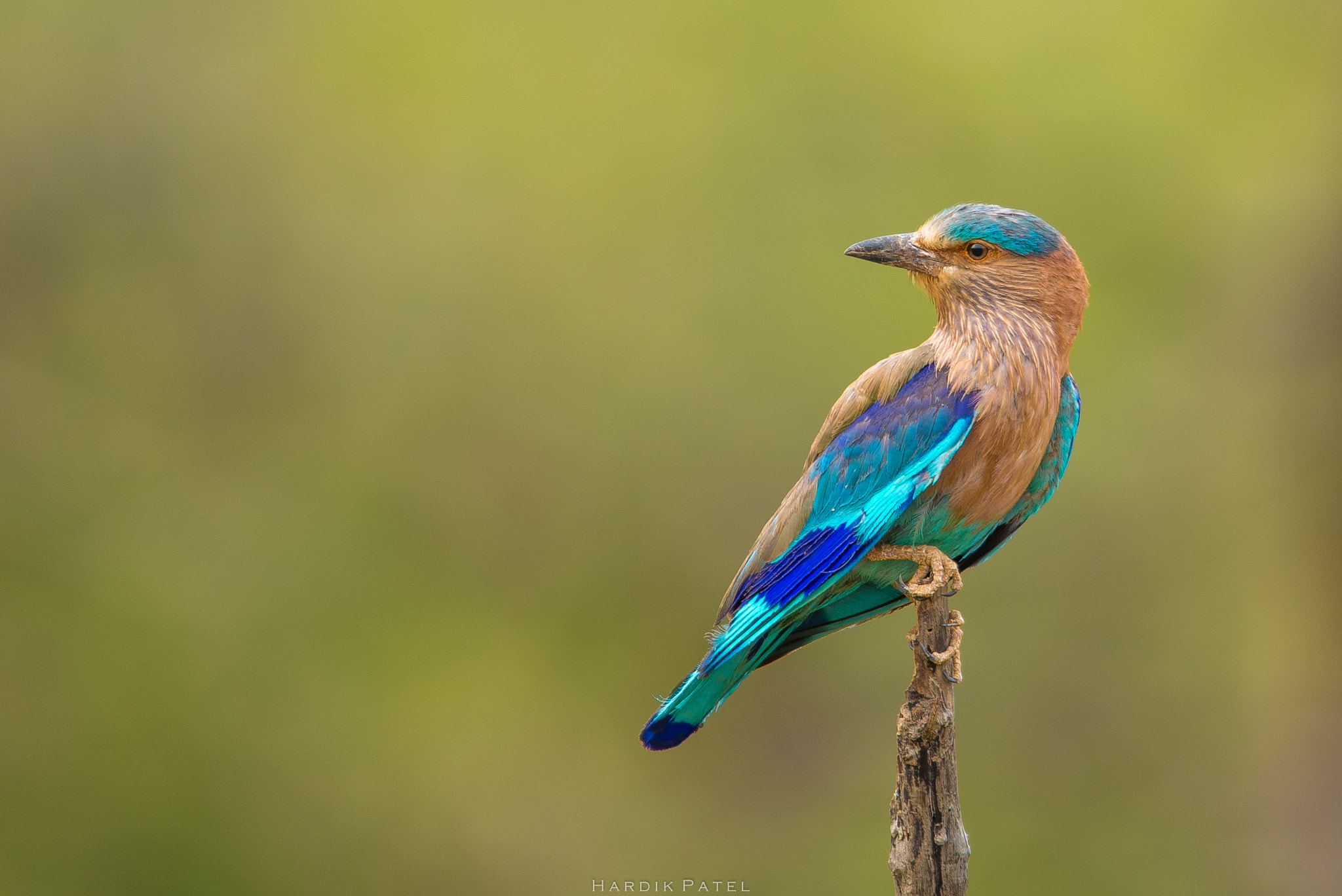 Nikon D5 sample photo. Indian roller photography