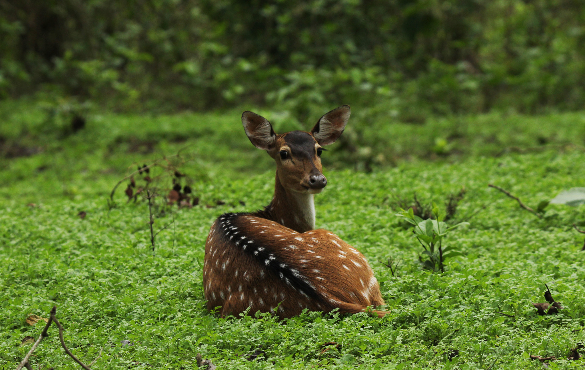 Tamron SP 150-600mm F5-6.3 Di VC USD sample photo. Deer photography