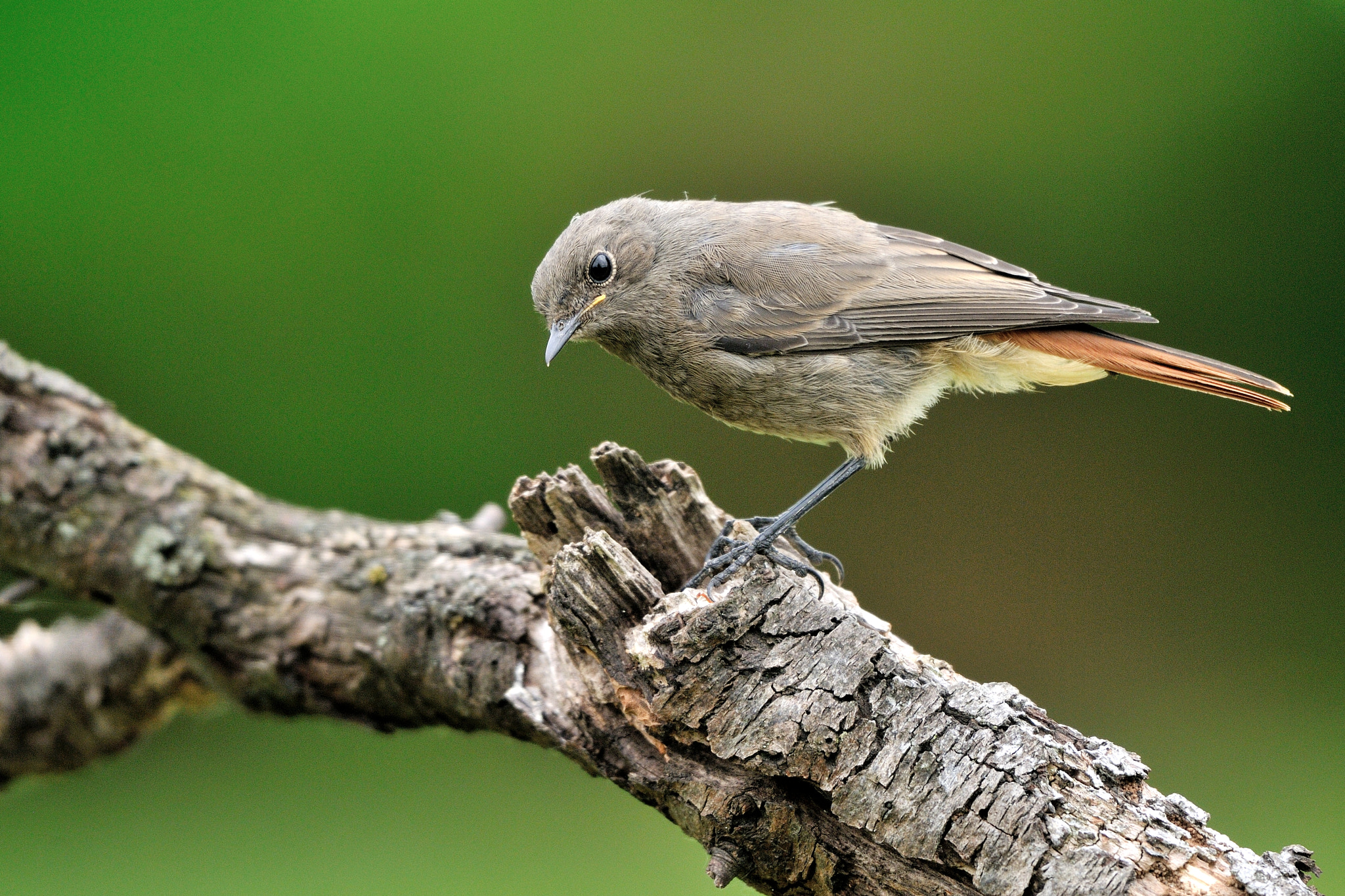 Nikon AF-S Nikkor 200-500mm F5.6E ED VR sample photo. - photography