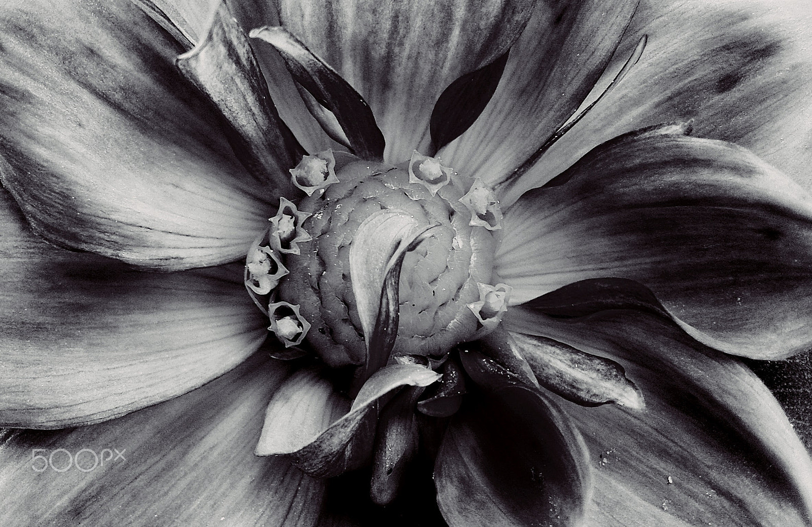 Samsung Galaxy Core Plus sample photo. Dahlia photography