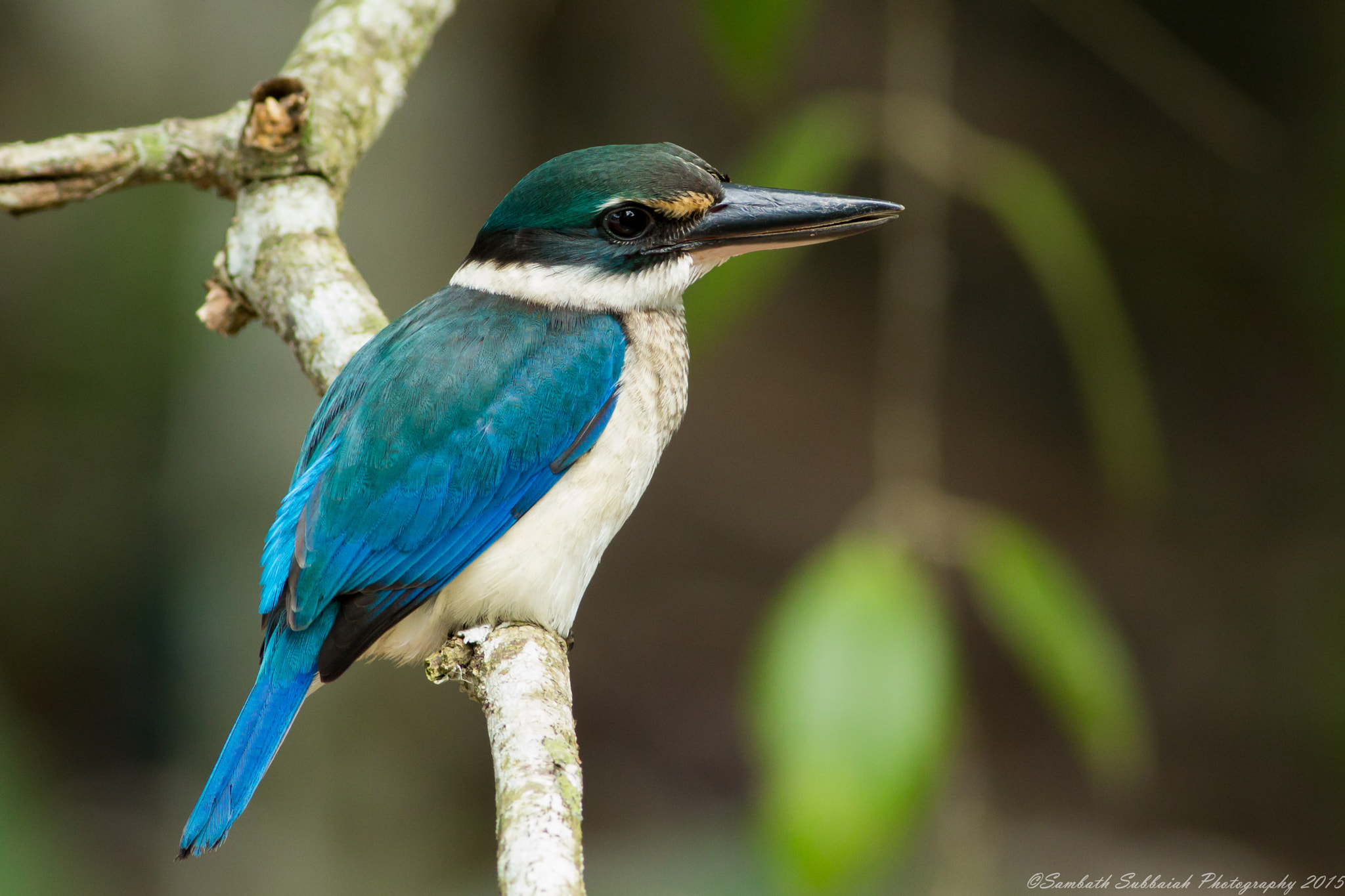 Canon EOS 600D (Rebel EOS T3i / EOS Kiss X5) + Canon EF 400mm F5.6L USM sample photo. Collared kingfisher photography