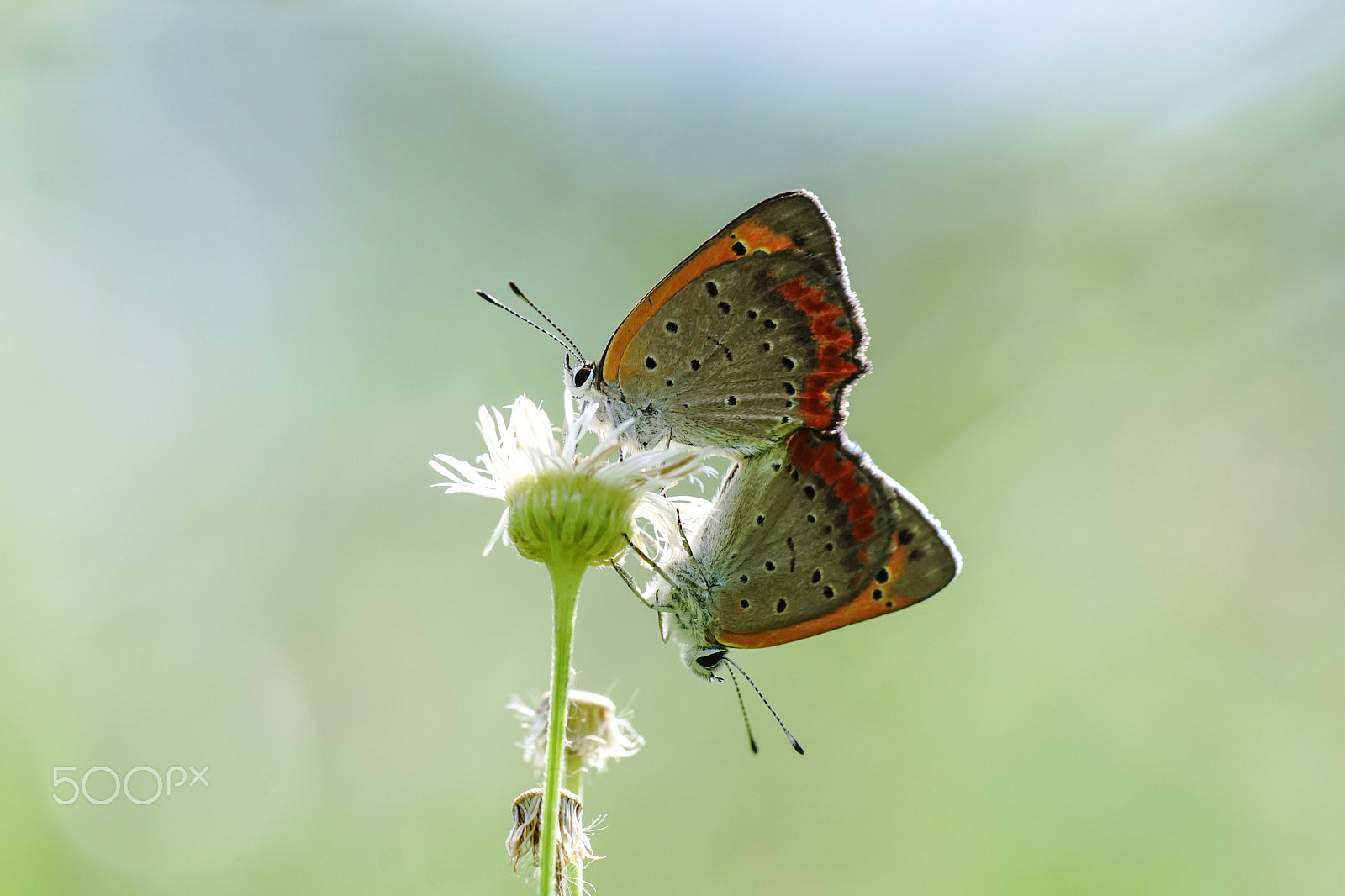 Sony ILCA-77M2 + Minolta AF 100mm F2.8 Macro [New] sample photo. Mating small copper photography