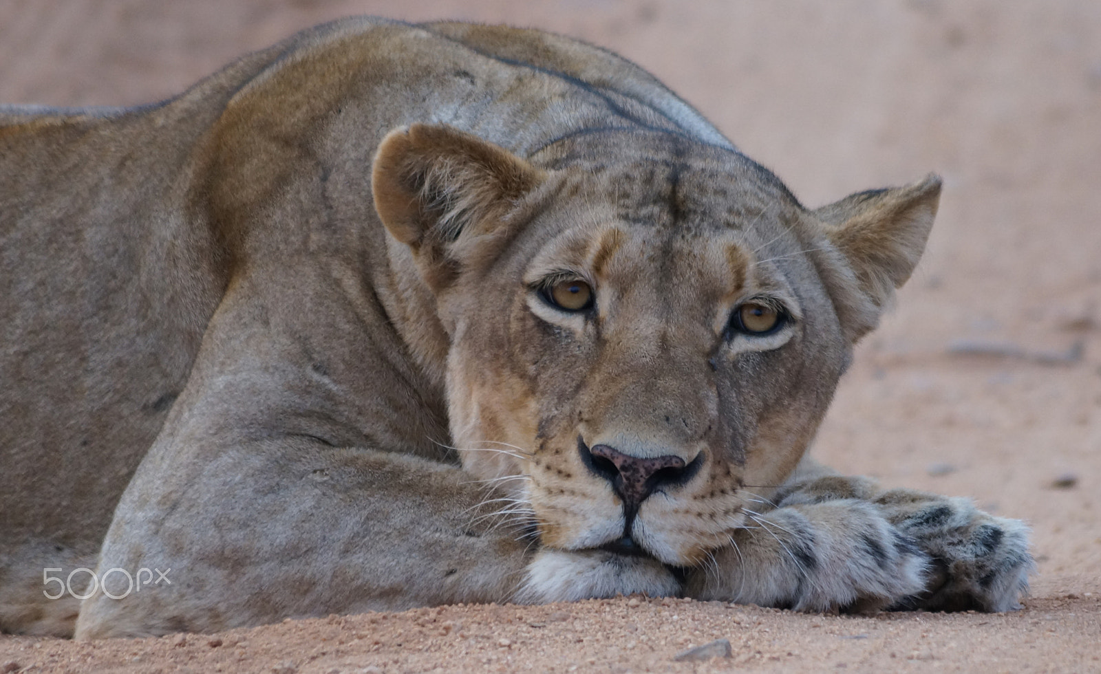 Sony SLT-A57 + Sony DT 55-200mm F4-5.6 SAM sample photo. The lion rests today photography