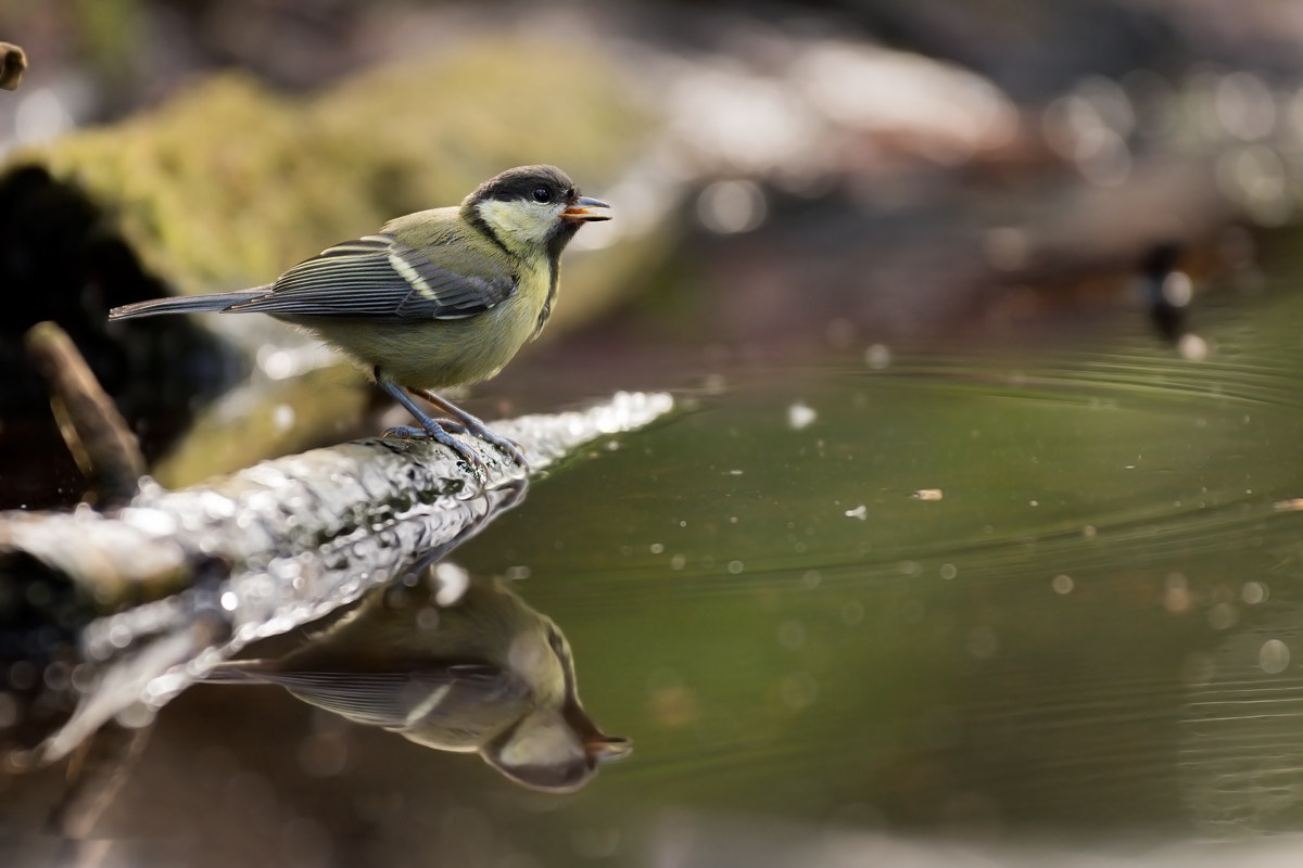 Canon EF 200mm F2.8L II USM sample photo. Reflections photography
