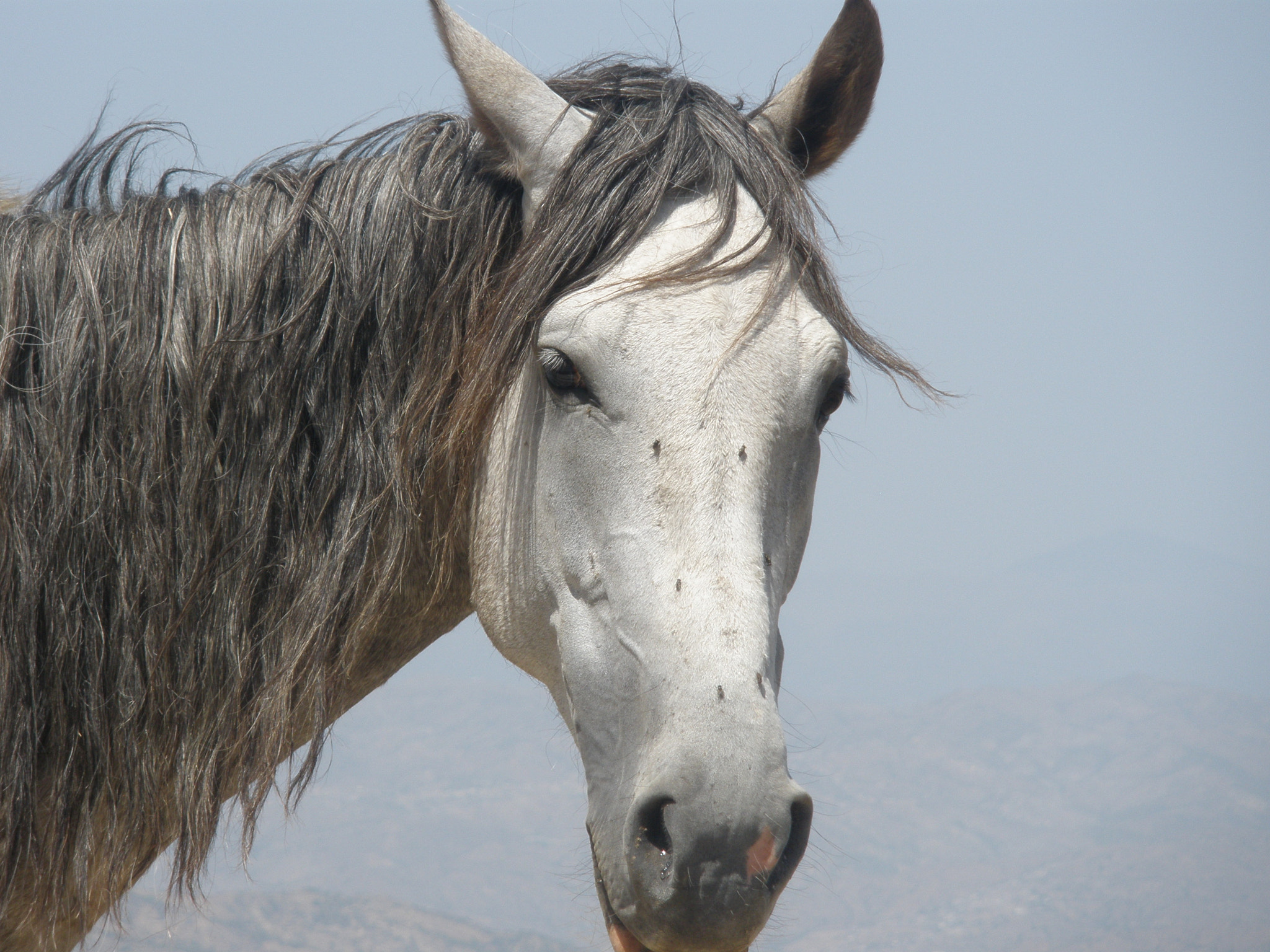 Olympus FE340,X855,C560 sample photo. Horse photography