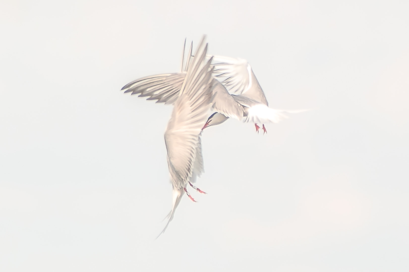Sigma 70-200mm F2.8 EX DG OS HSM sample photo. Artistic birds photography