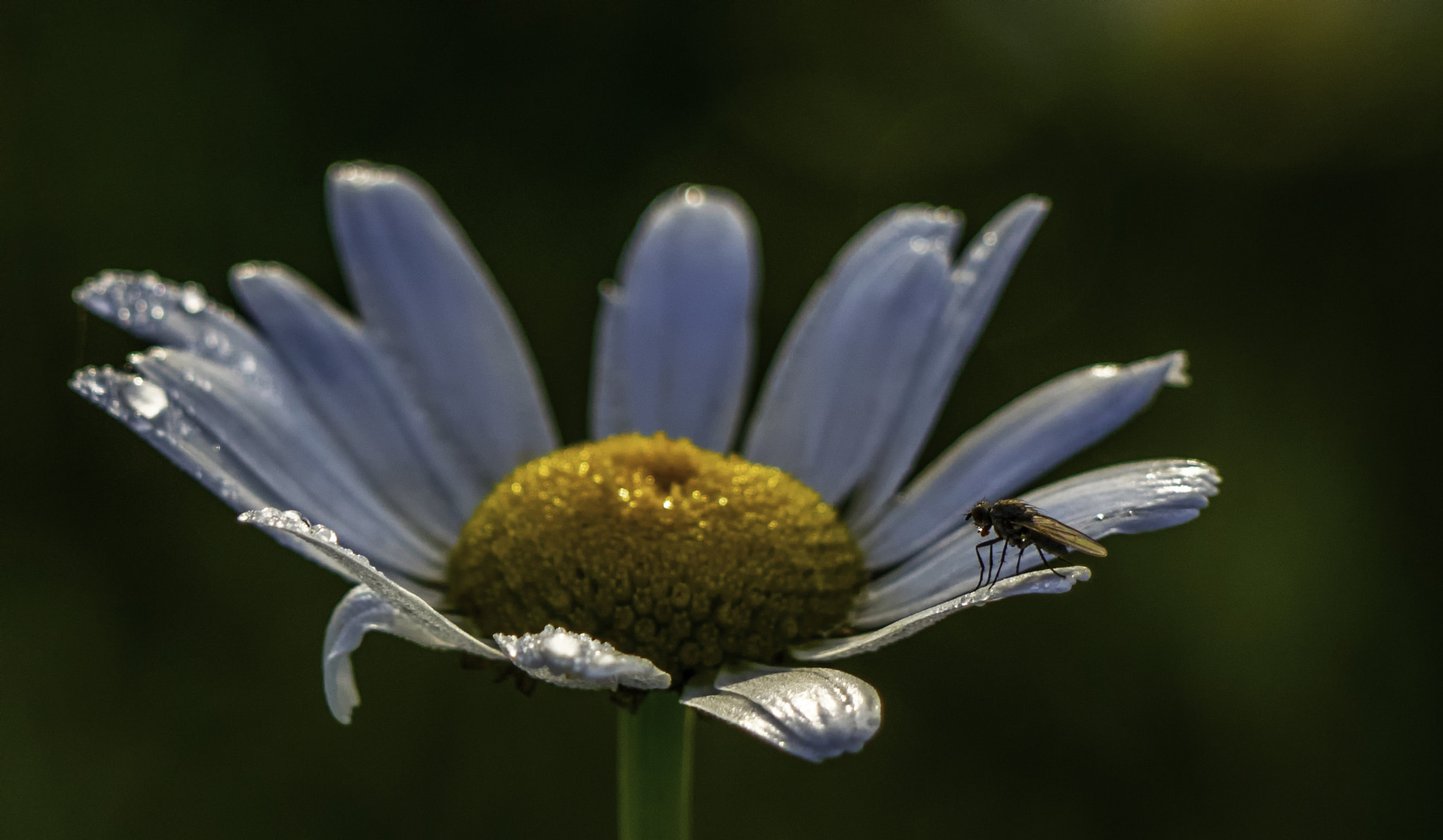 Panasonic Lumix DMC-GH4 sample photo. Thirsty one photography
